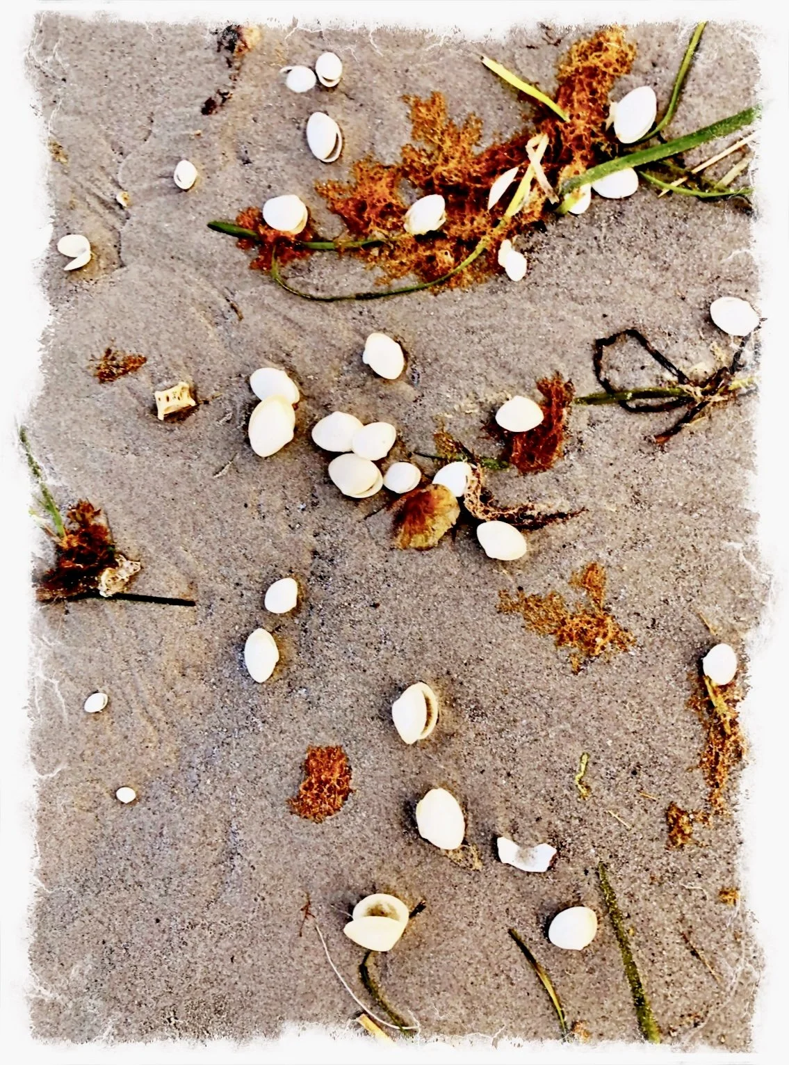 Shells on a Beach