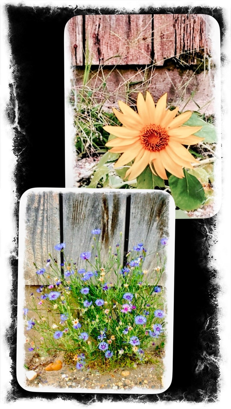 I Sing of Poesies…