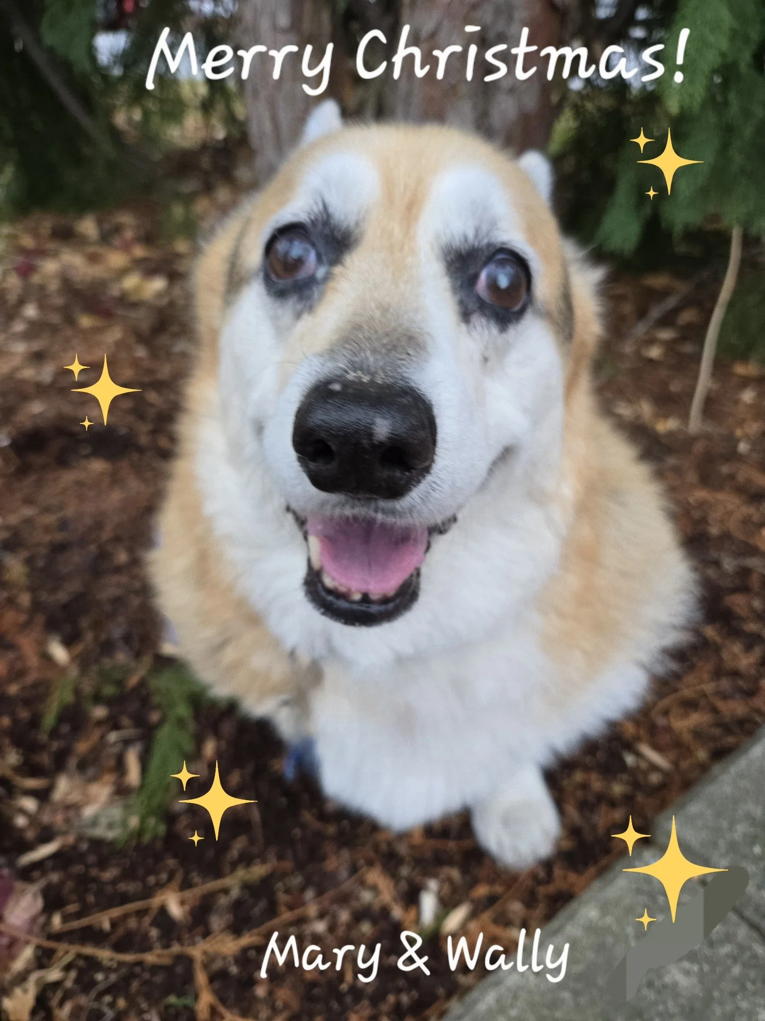 Our Babies, 2 and 4 legged