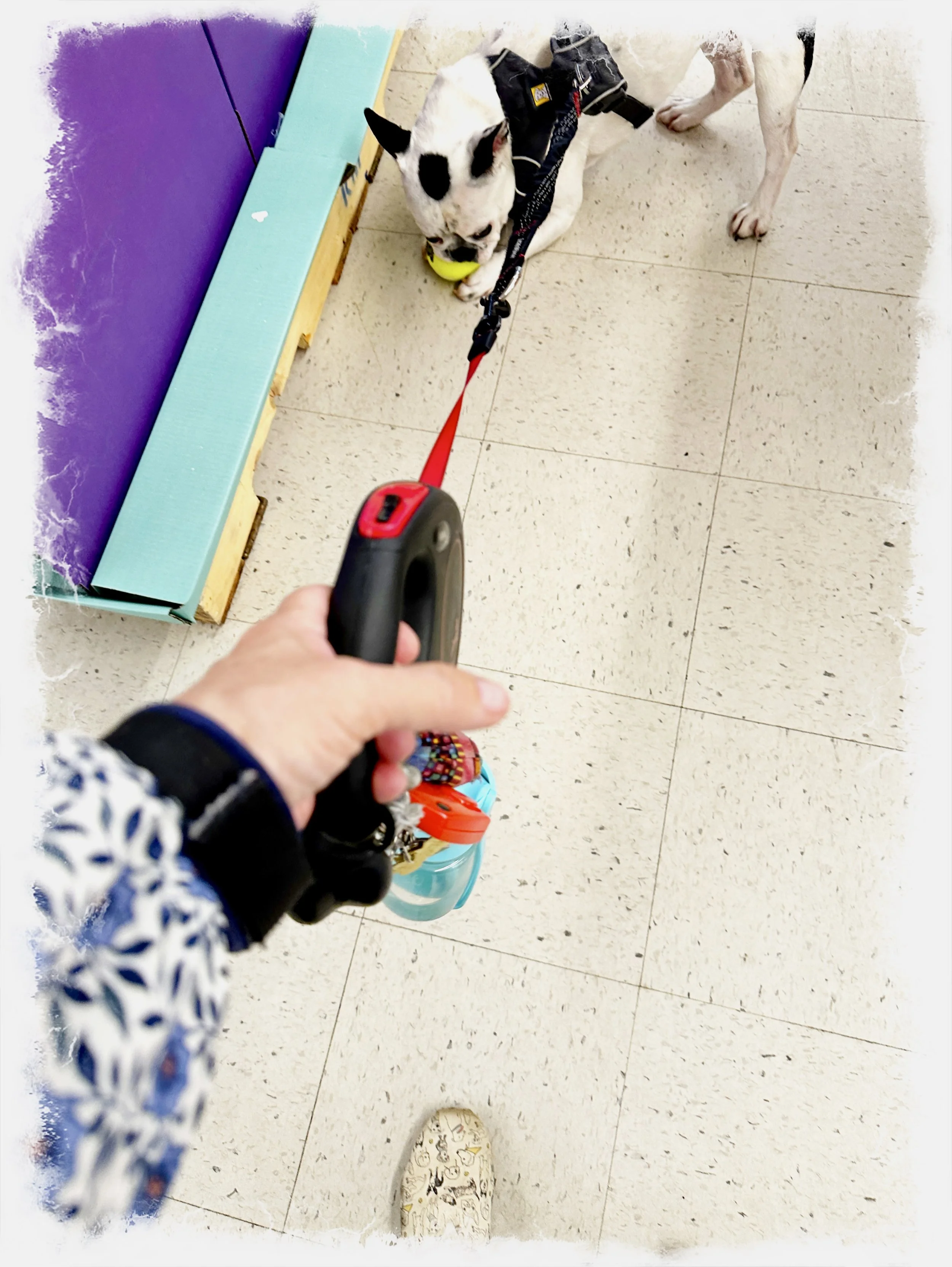 A day in the life of Walter 🐾