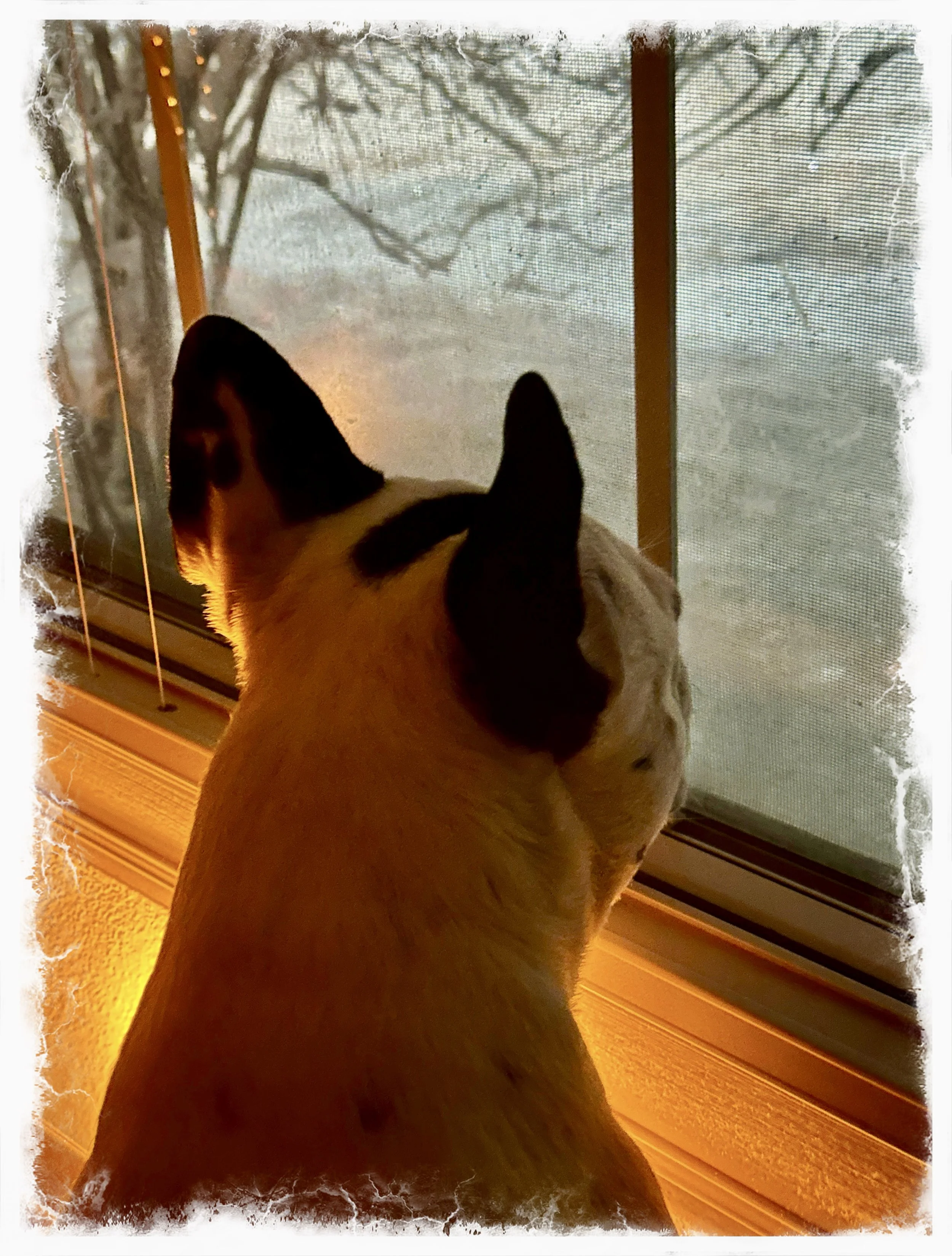 First full snow of the season 🤗