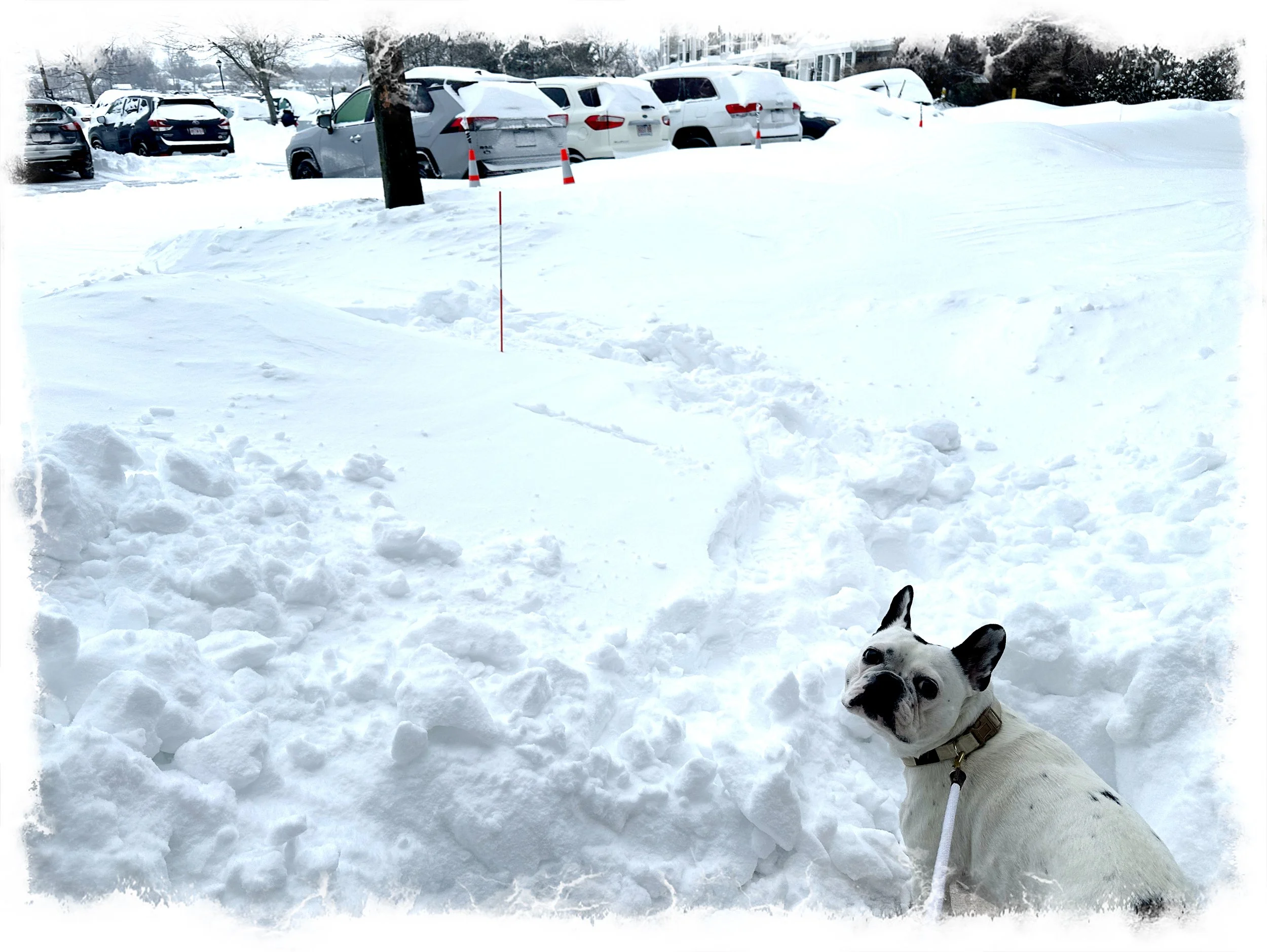 And now we have snow ❄️