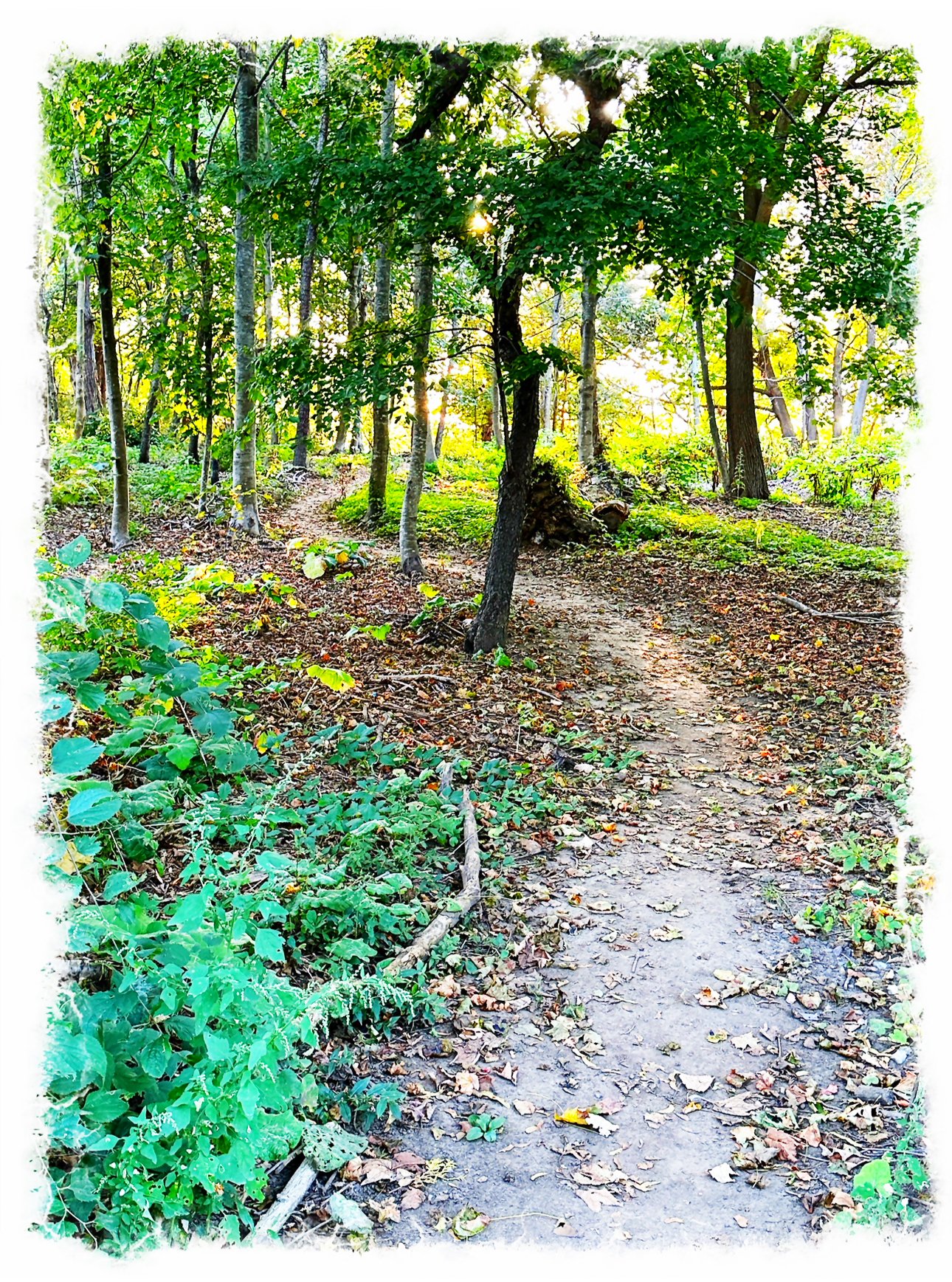 A Path Still Shared- a poem