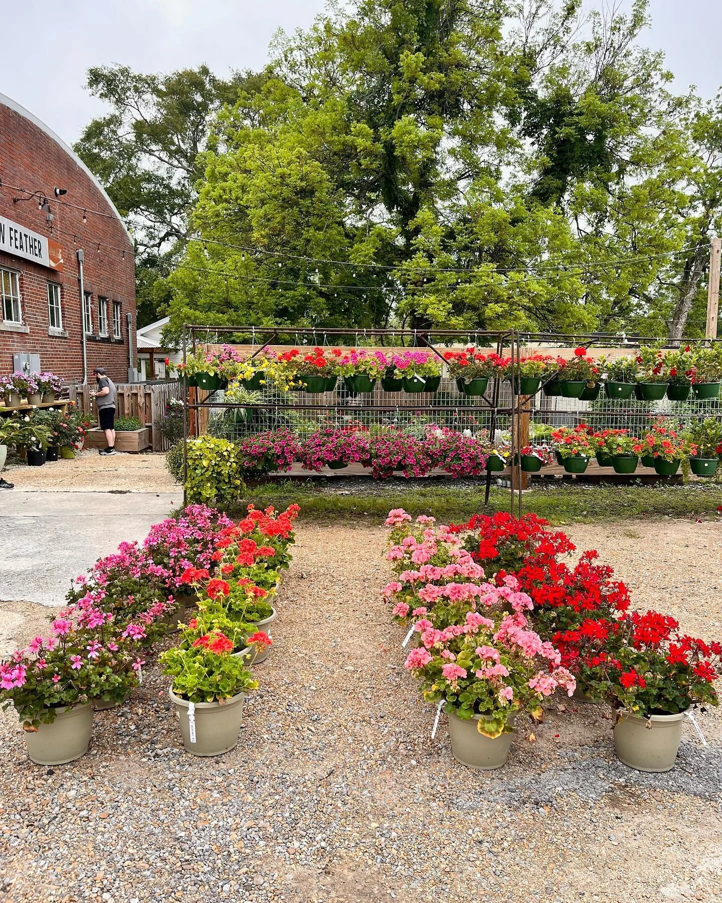 Come see us today at The Raymond Country Fair!🌷 All plants 20% off!🌼
&bull;
&bull;
&bull;
#raymond #countryfair #plants #garden #shopsmall #shoplocal