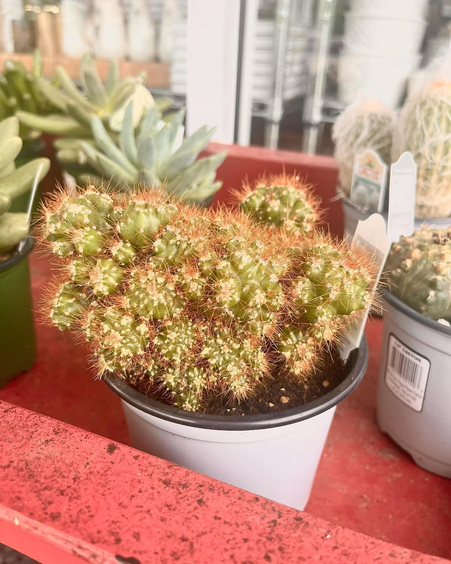 Feeling prickly today?! Stop by and grab one of these furry guys!🌵
&bull;
&bull;
&bull;
#cactus #raymond #shoplocal