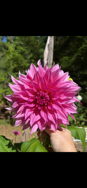 1 Dahlia Tuber - Cafe Au Lait Rose