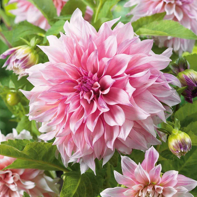 dahlia-cafe-au-lait-royal-ndp-1.webp