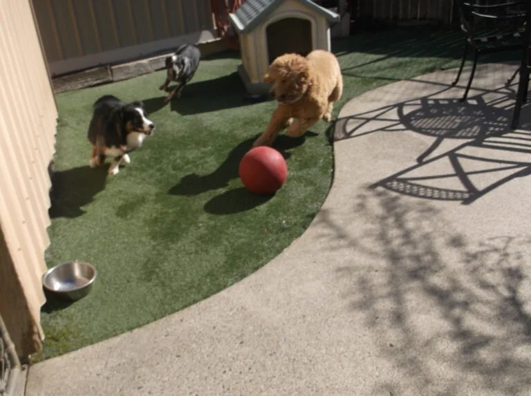 Portland Dog Boarding Rock Creek Kennels in Hillsboro — Rock Creek