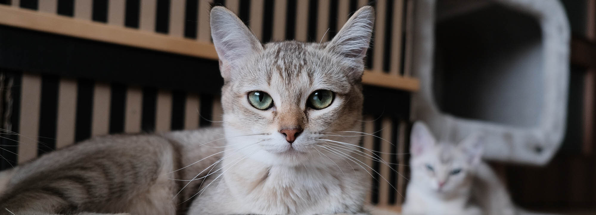 Cat Boarding Portland, Hillsboro Pet Boarding — Rock Creek Kennels