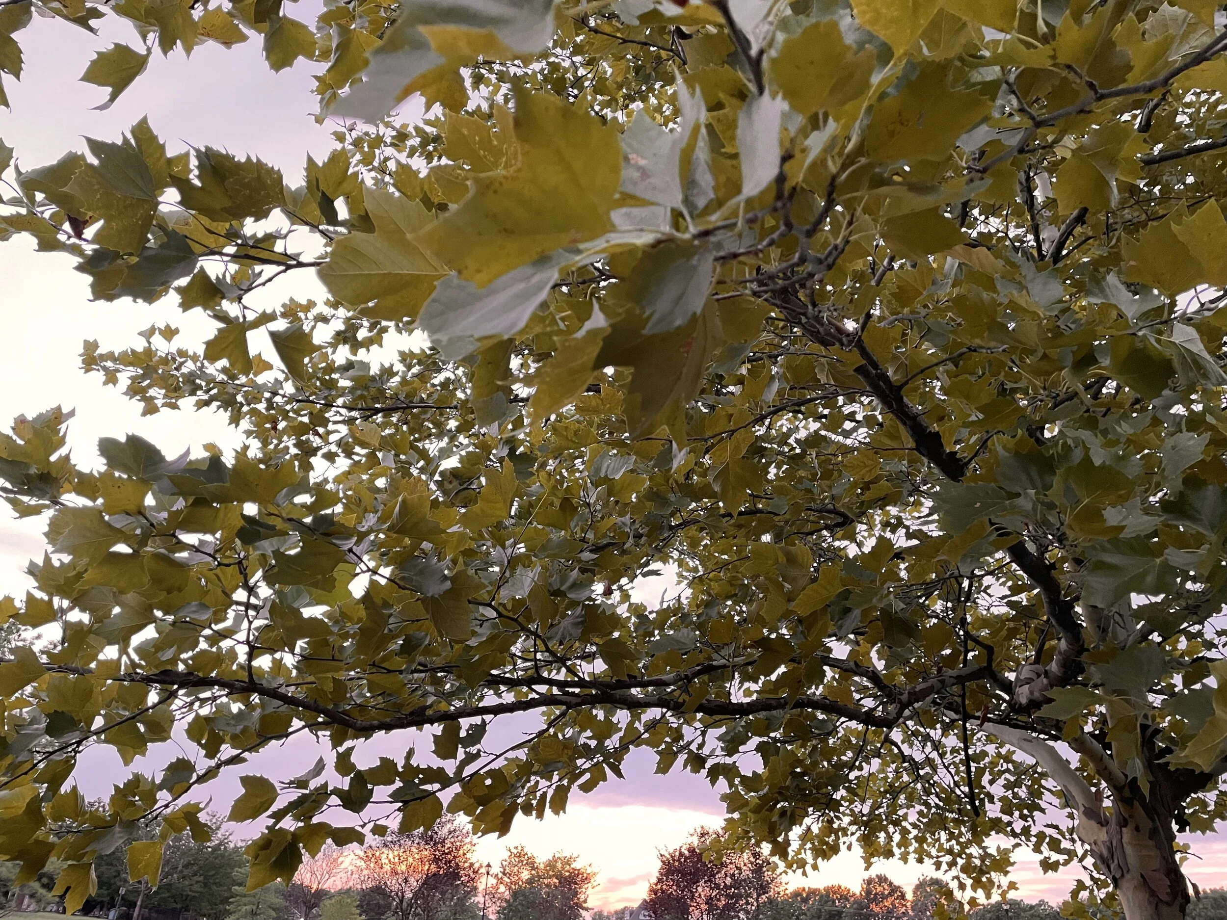 September Morn