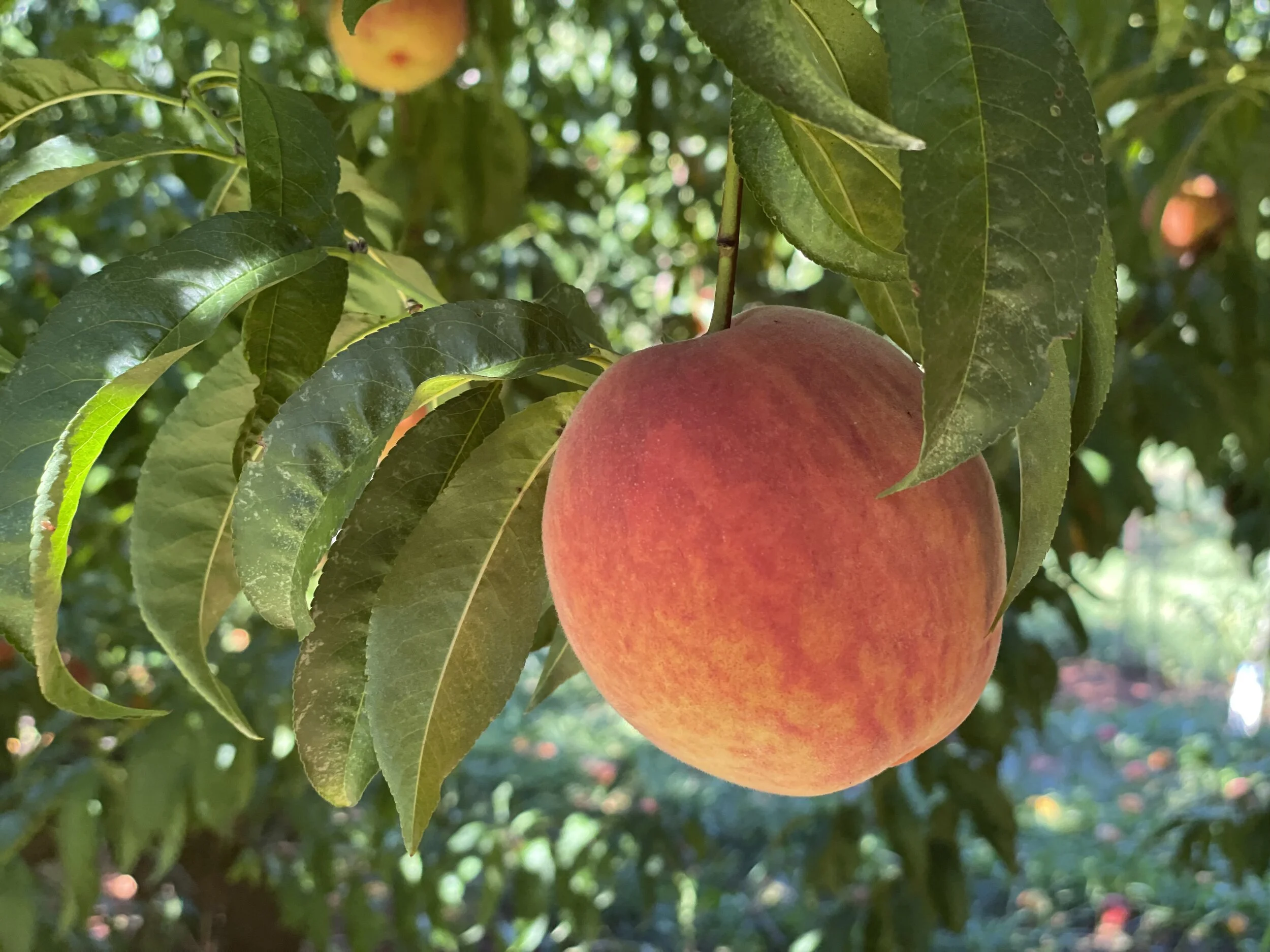 Pick a Peck of Peaches