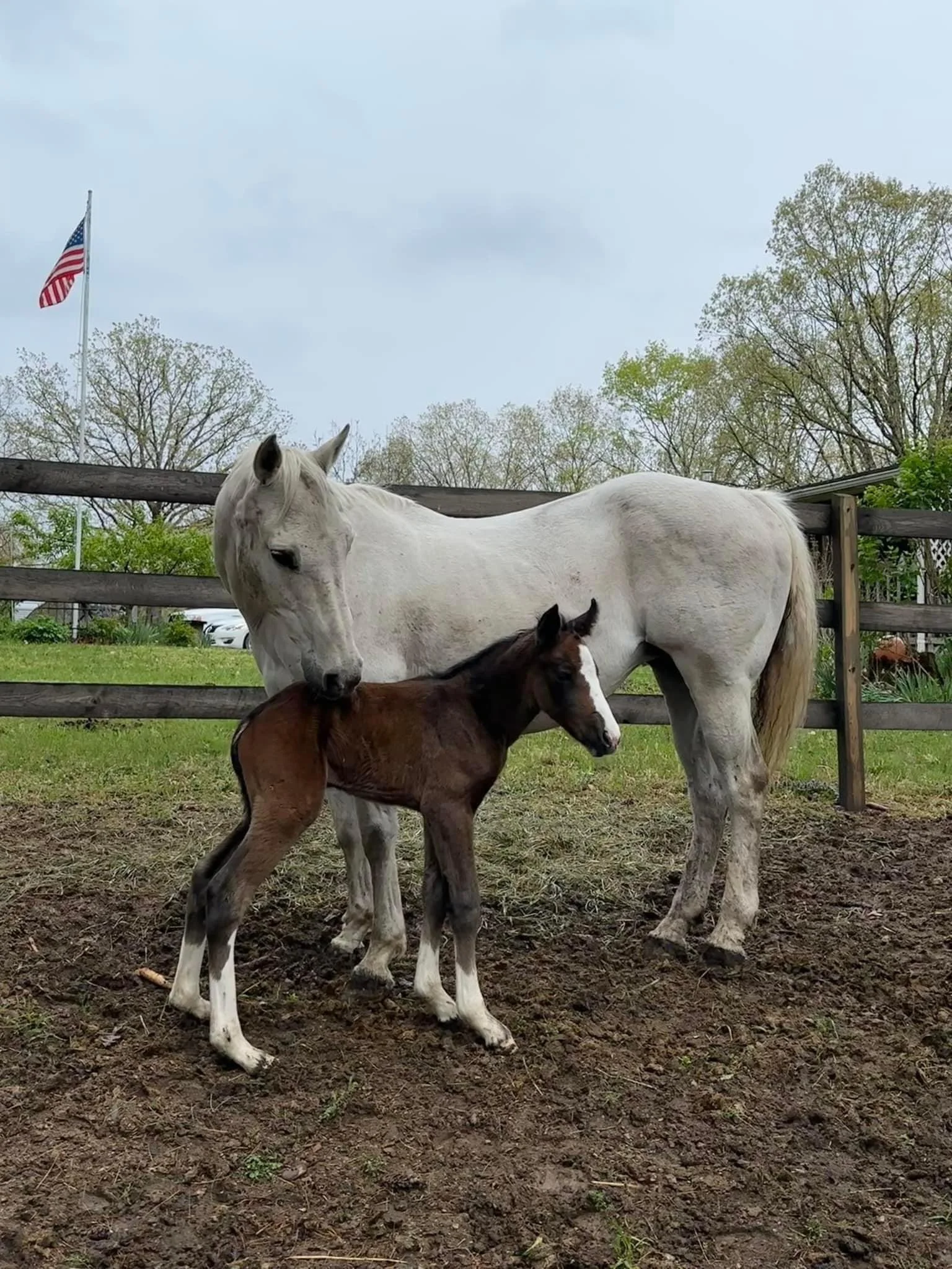 Twigg O'Sage (dam - Liz)