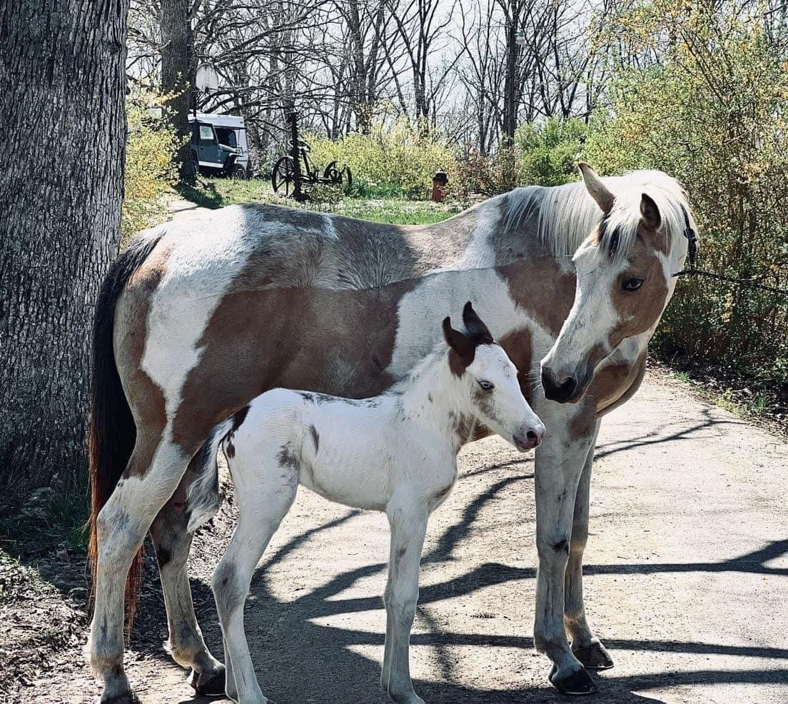 Dixie (dam) and Iris O' Sage (filly)