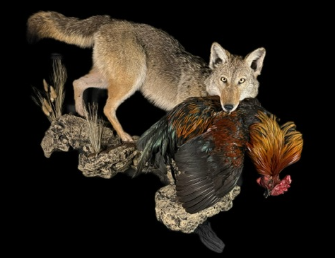 coyotechicken2.png