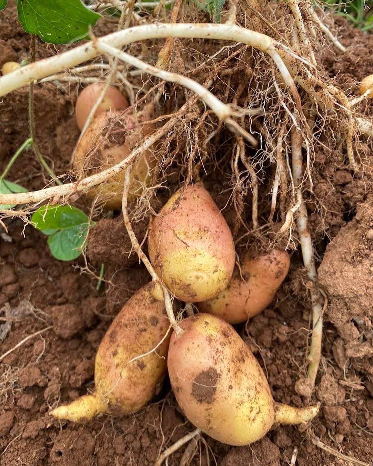 Twilight Talk - All About the "Spuds"