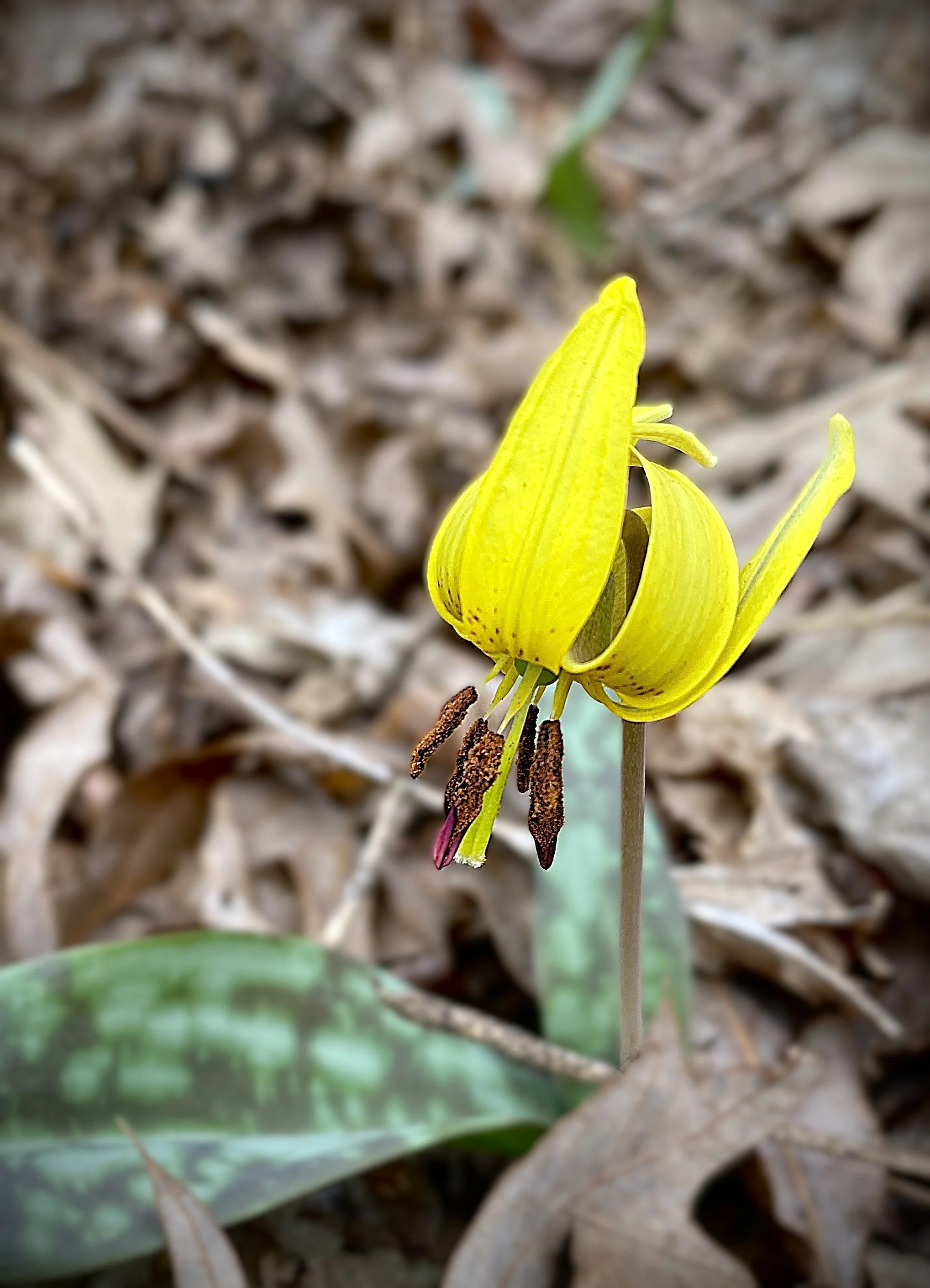 Twilight Talk - Native Flowers of Fauquier County