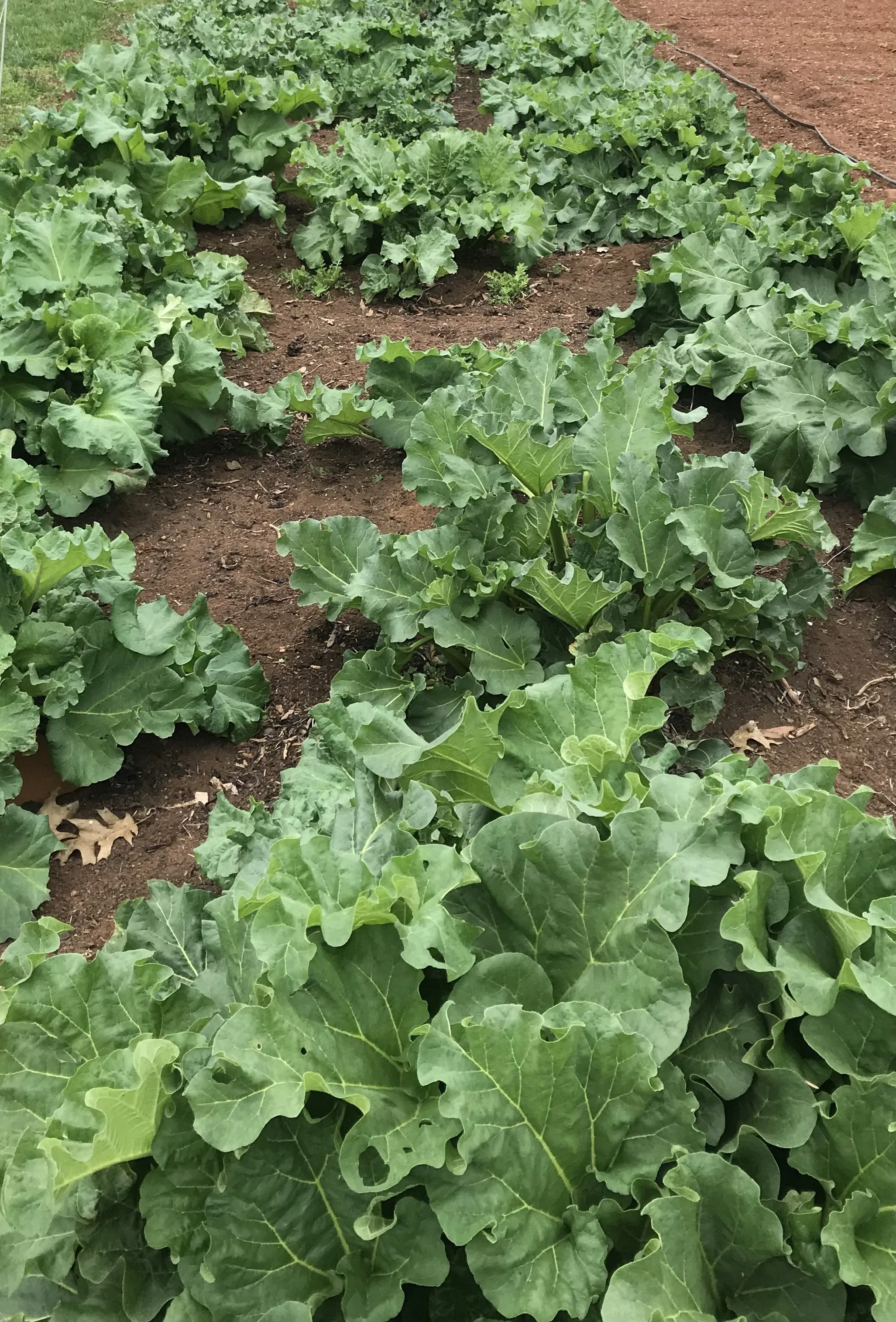 Twilight Talk - There is More to Rhubarb than Meets the Pie