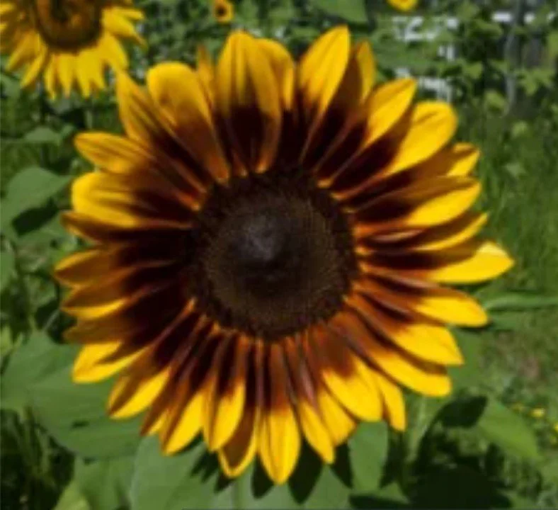Saturdays in the Garden: Growing Gigantic Sunflowers: A Hands-On Workshop for Ages 8 and up