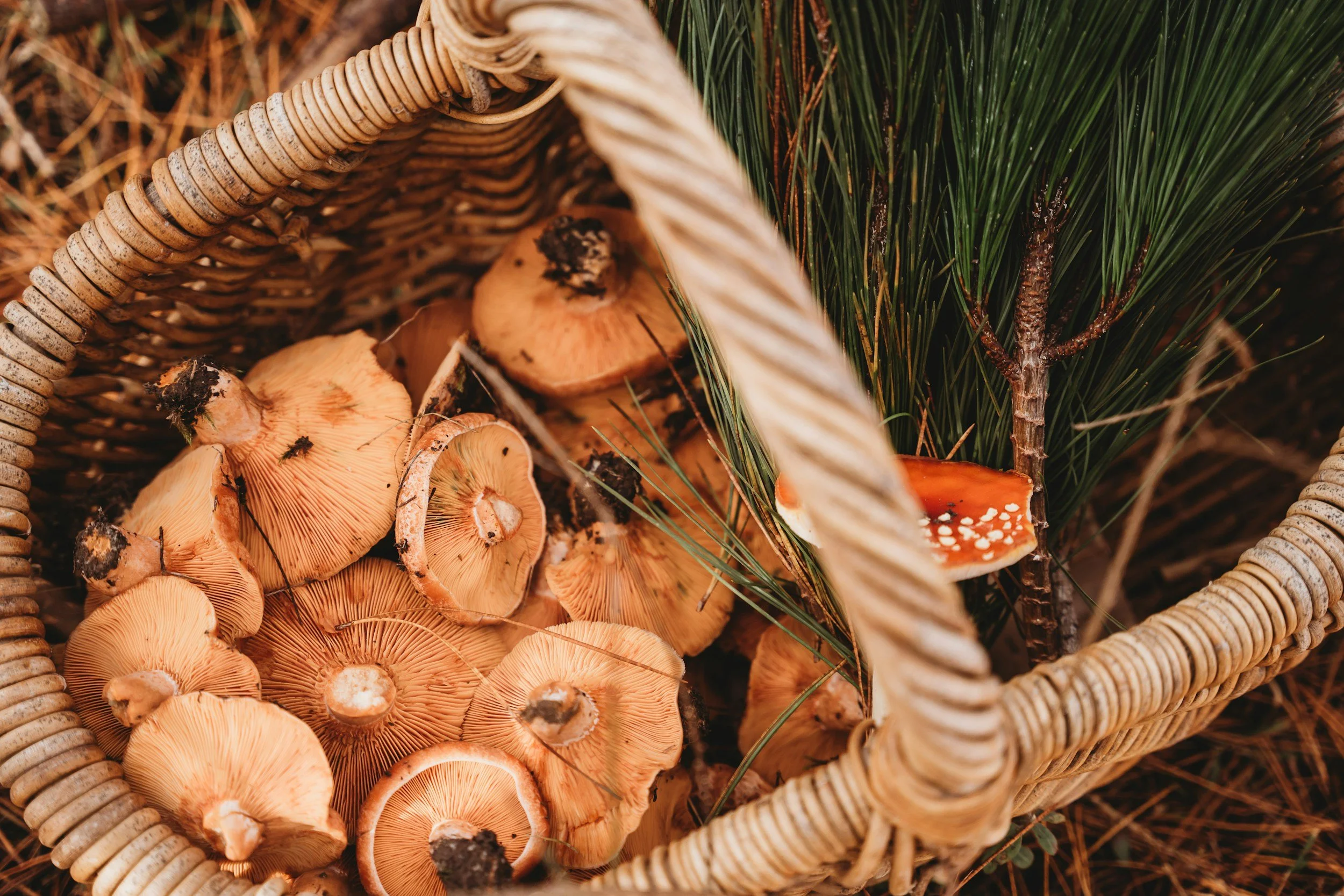Twilight Talk - Forgotten Foods: Wild Edible Plants &amp; Regional Cuisine