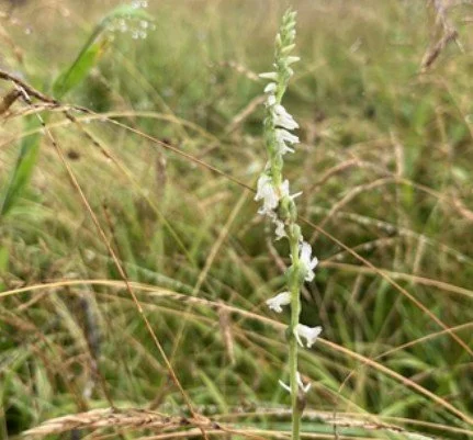 Twilight Talk - Moon Garden Walk: Plants for Nocturnal Wildlife 