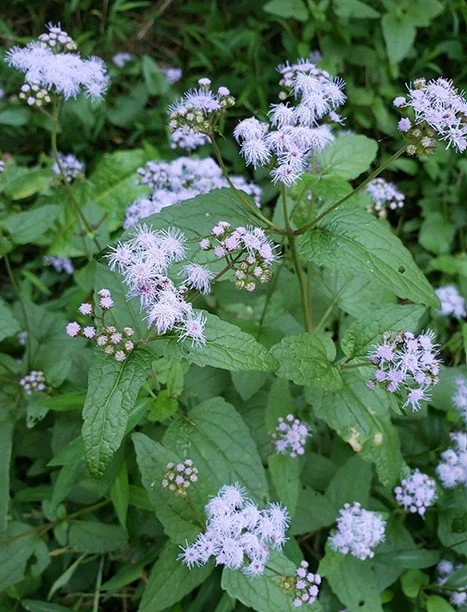 Twilight Talk - Autumn Wildowers for the Garden