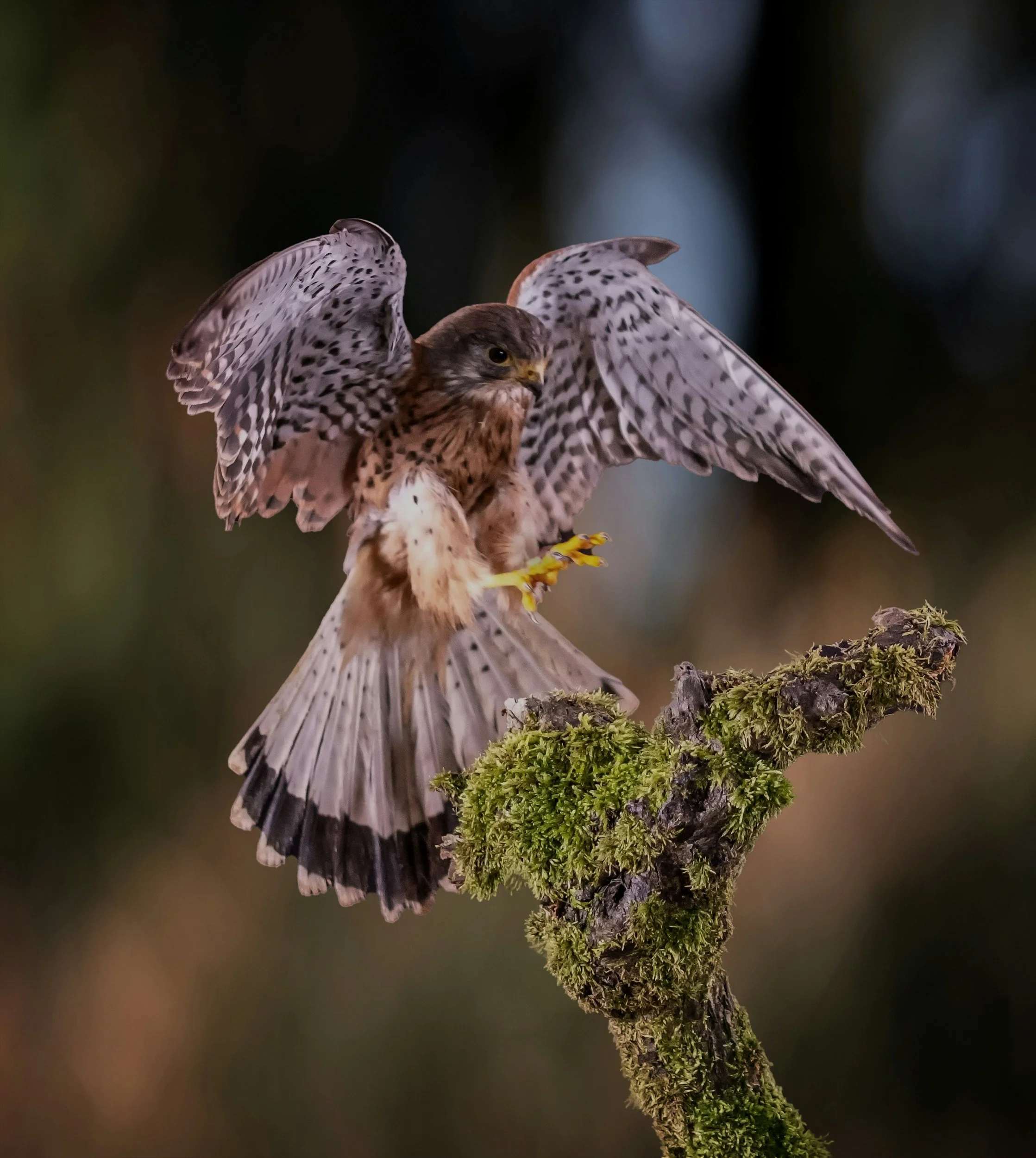 Twilight Talk - Why are American Kestrels Declining