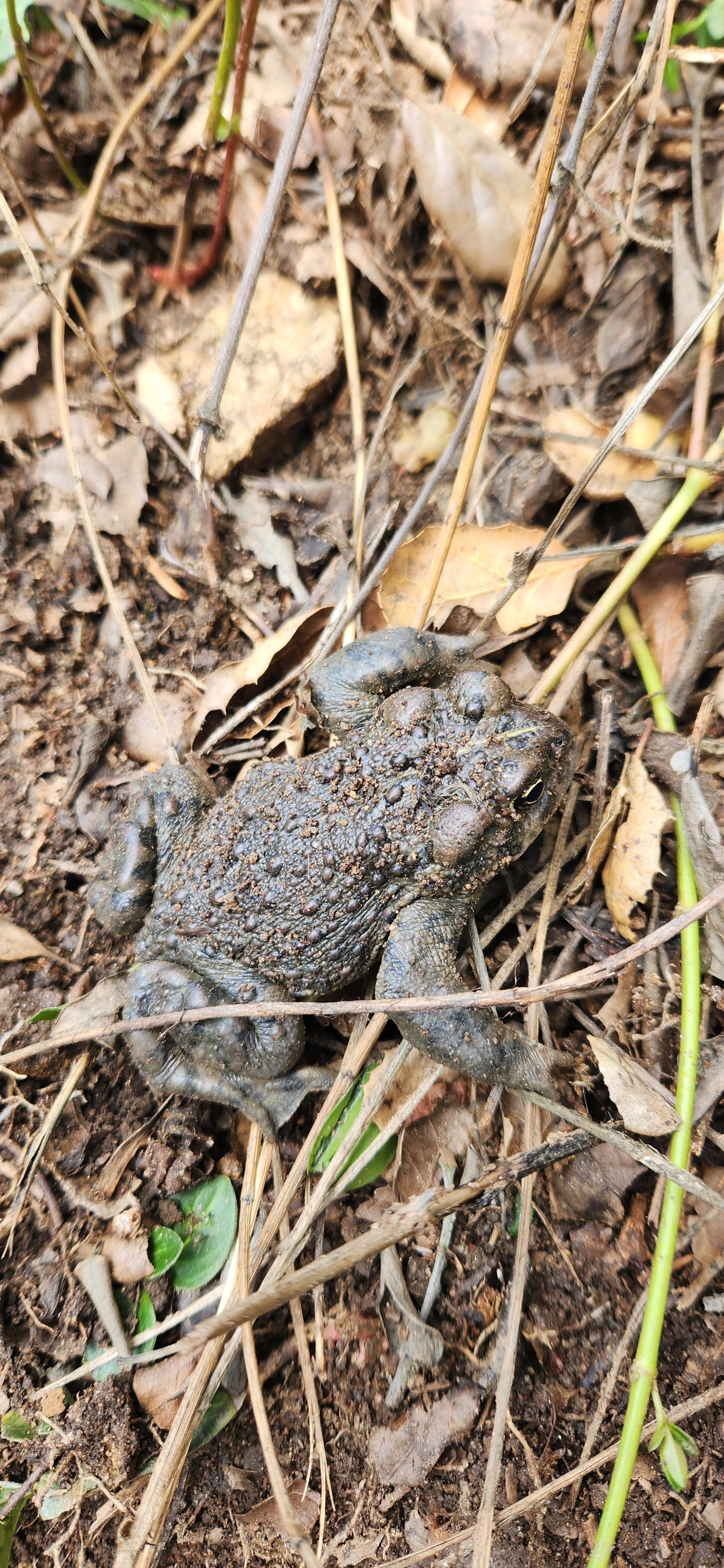 20250211_110052 - Copy (2).jpg