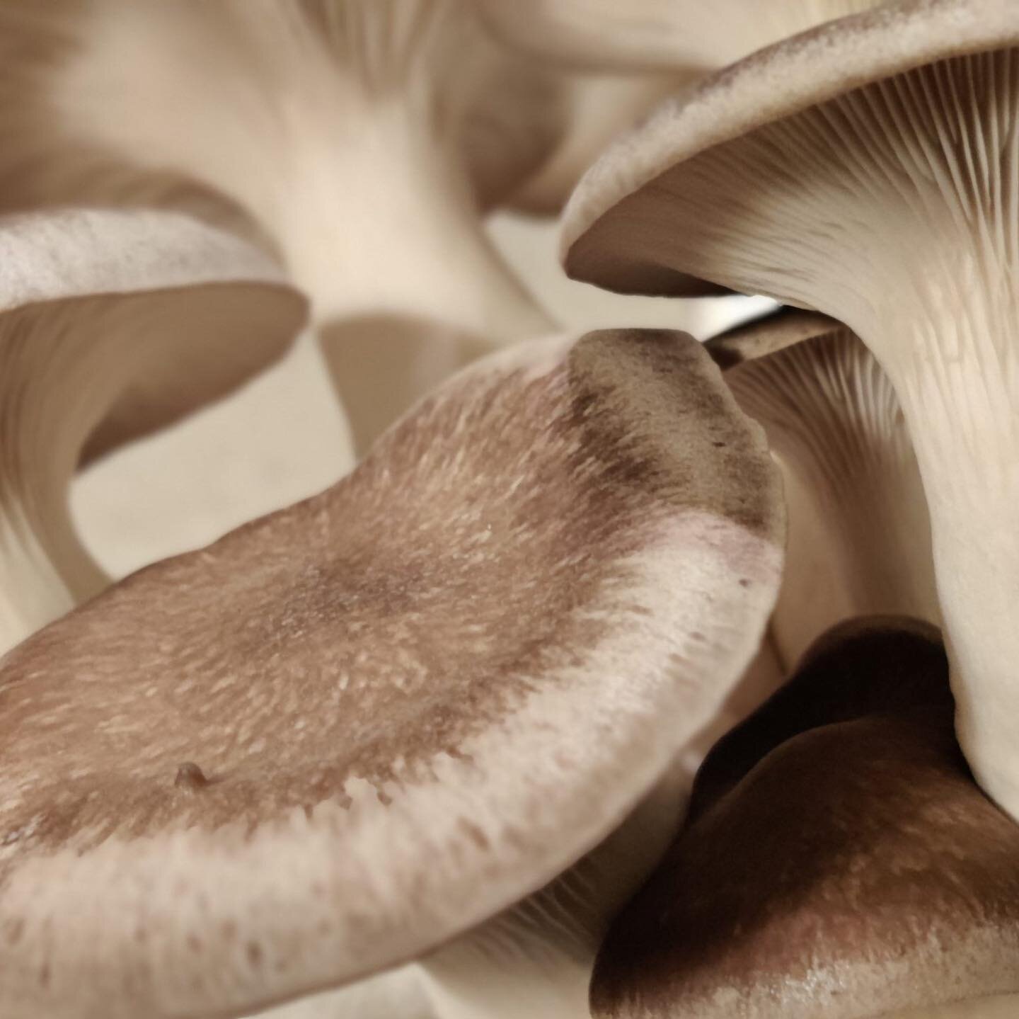 Black Pearl Oyster mushrooms are a hybrid oyster mushroom that combines the robust flavor of regular oyster mushrooms and the firm texture of king oysters. 🍄

They make a really great replacement for anyone wanting to incorporate more meat-free meal