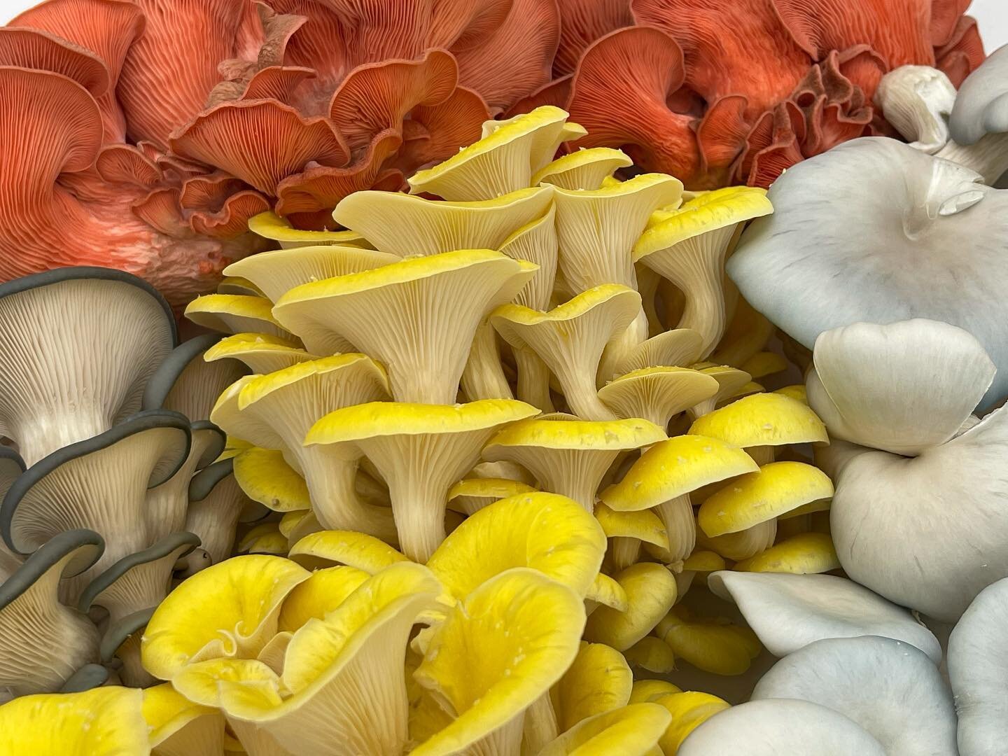 Eat the rainbow&hellip;🌈 

&hellip;of oyster mushrooms!!! 🍄 

They all have slightly different flavors, similar to how red wines taste different from each other.

Try them all and let us know your fave!

❤️🍄❤️

#oystermushrooms #foodrainbow🌈 #eat