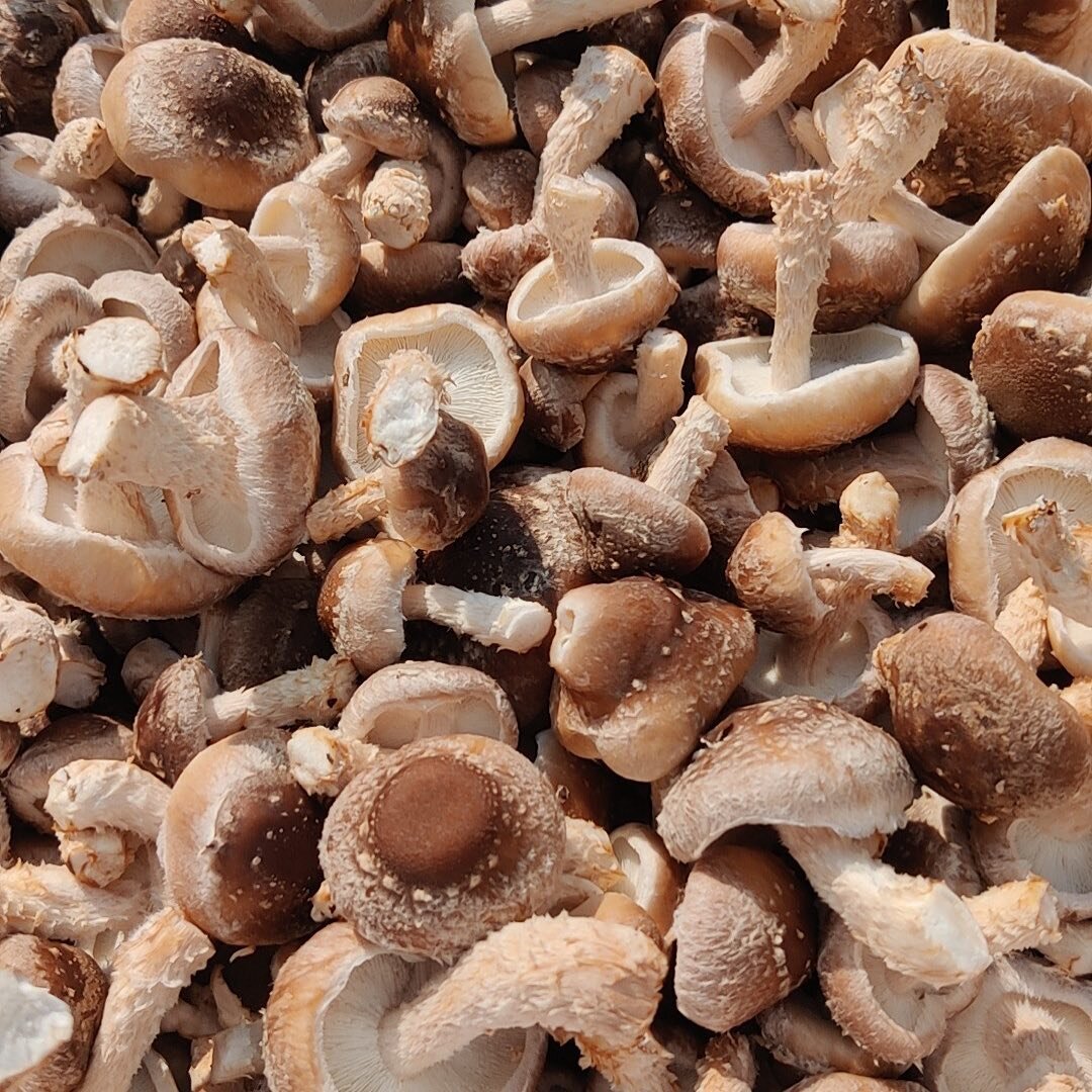 Holy shiitake!

Did you know? 

Of all the gourmet mushrooms available, the one that you see most often is also one that takes the longest to grow?

Each mushroom variety has distinct incubation times before they are ready to fruit. Shiitakes have a 