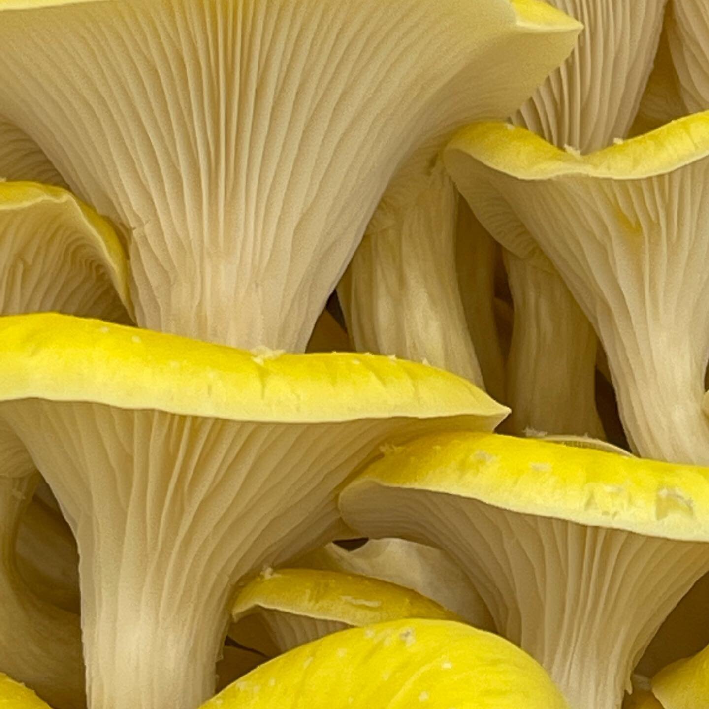 Happy Sunday! ☀️ 

There are always tasks to do, no matter the day, when you are a mushroom producer.

Even so, we enjoy finding some time to really appreciate the beauty of these amazing organisms that we cultivate. 💛

These golden oyster mushroom 