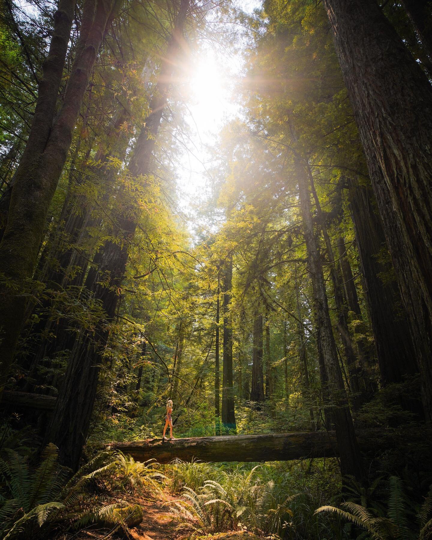 Amongst giants with @aliciaviolin . It&rsquo;s amazing what you find by simply taking a 10 minute detour off the highway! So much fun exploring California&rsquo;s ancient forests!