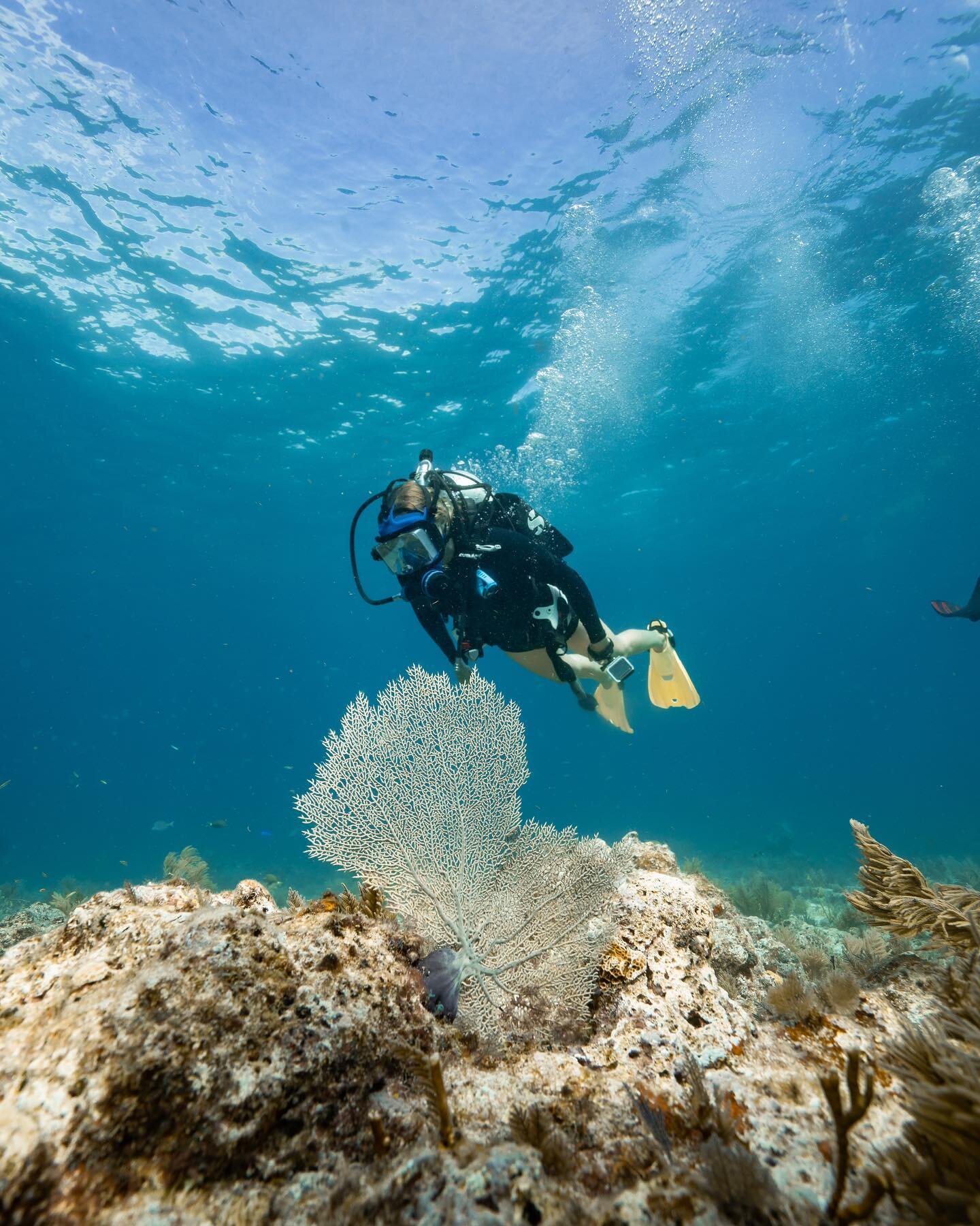 Spent some time blowing bubbles with my favorite person, on one of my favorite reefs beneath one of my favorite dive charters. What more could I ask for?