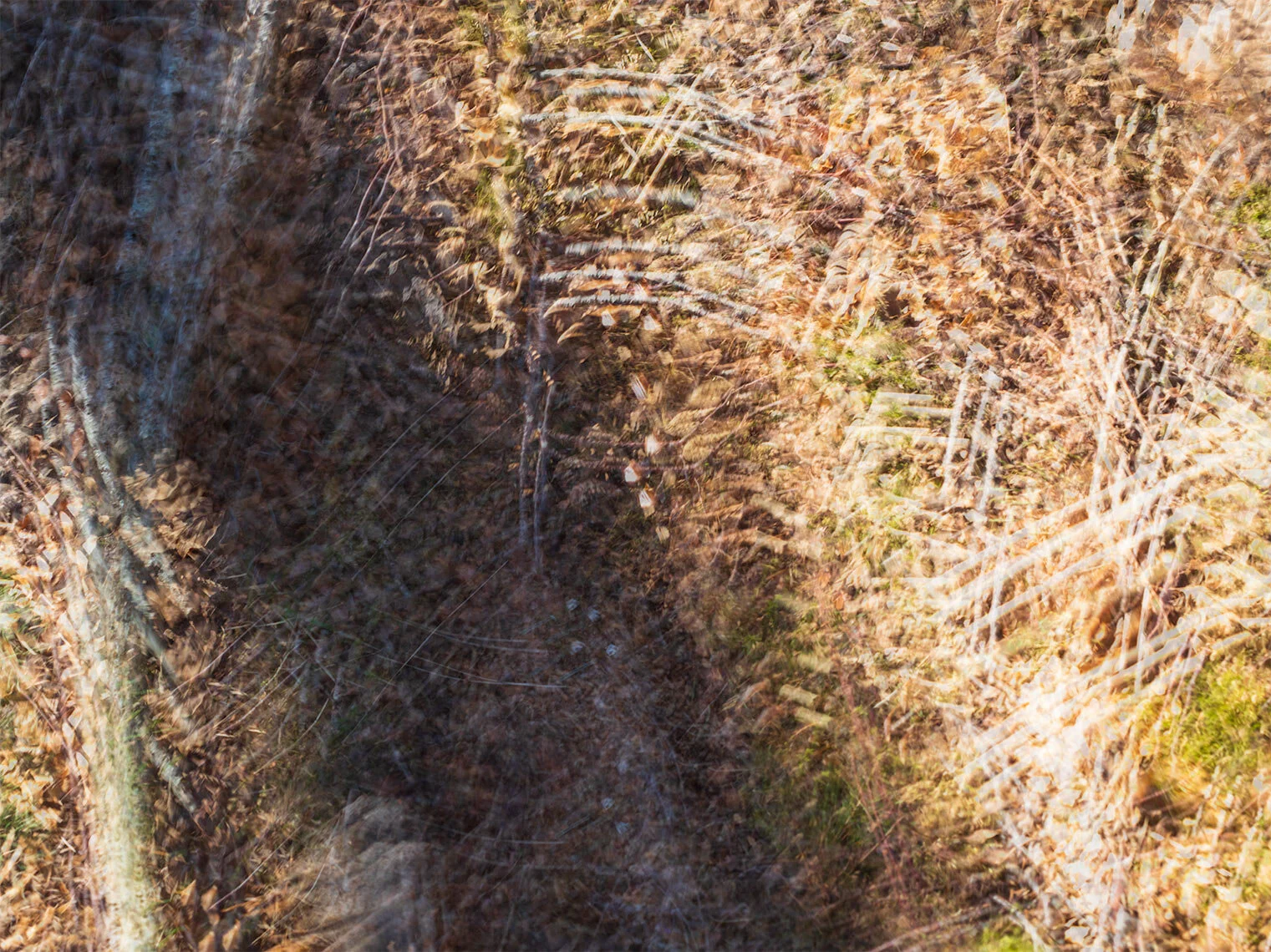 Woodland Patterns sat+L - xtsm.jpg