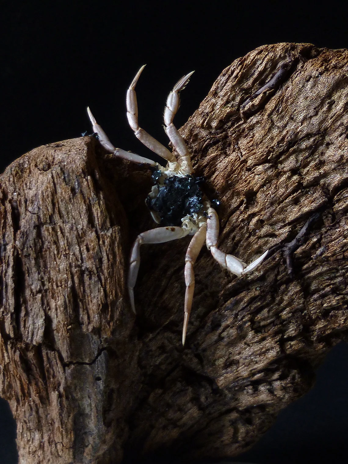 Crab, Stone & Wood - xtsm.jpg