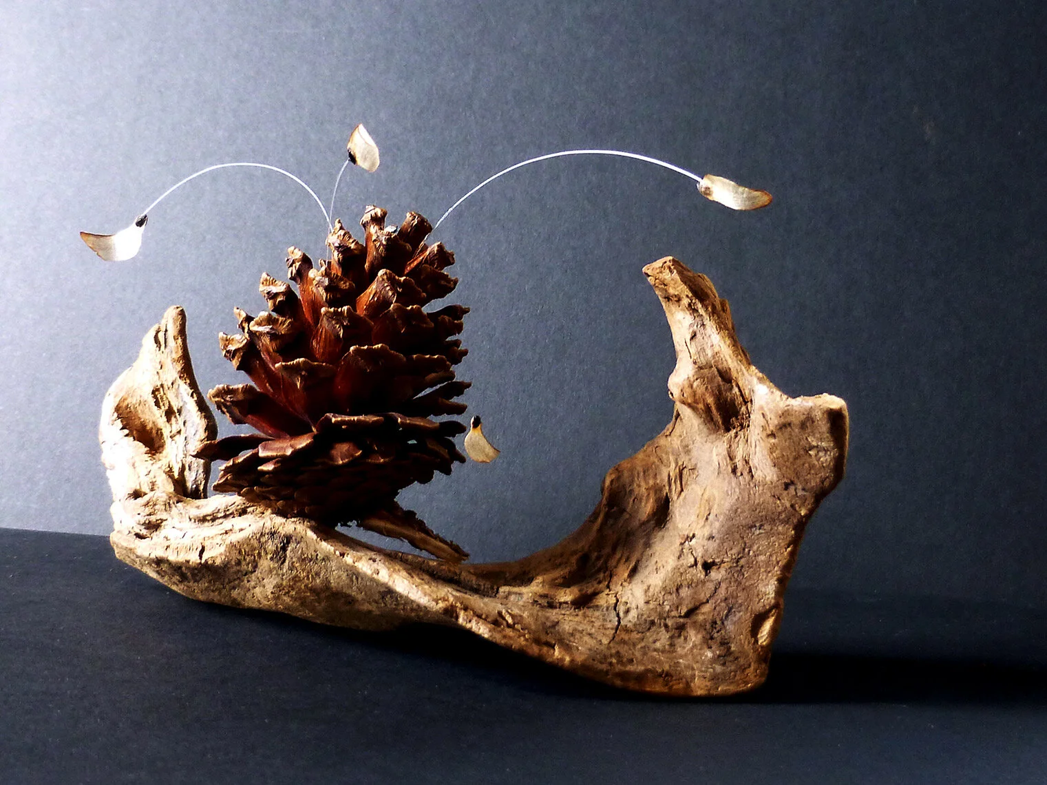 Cone, Seeds and Driftwood - xtsm.jpg