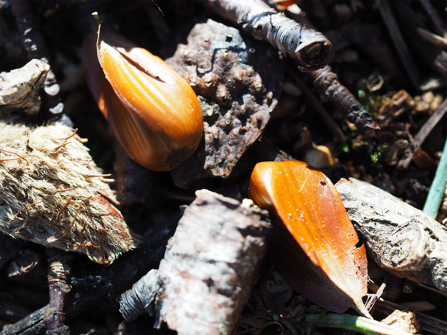 Beech Masts - xtsm.jpg