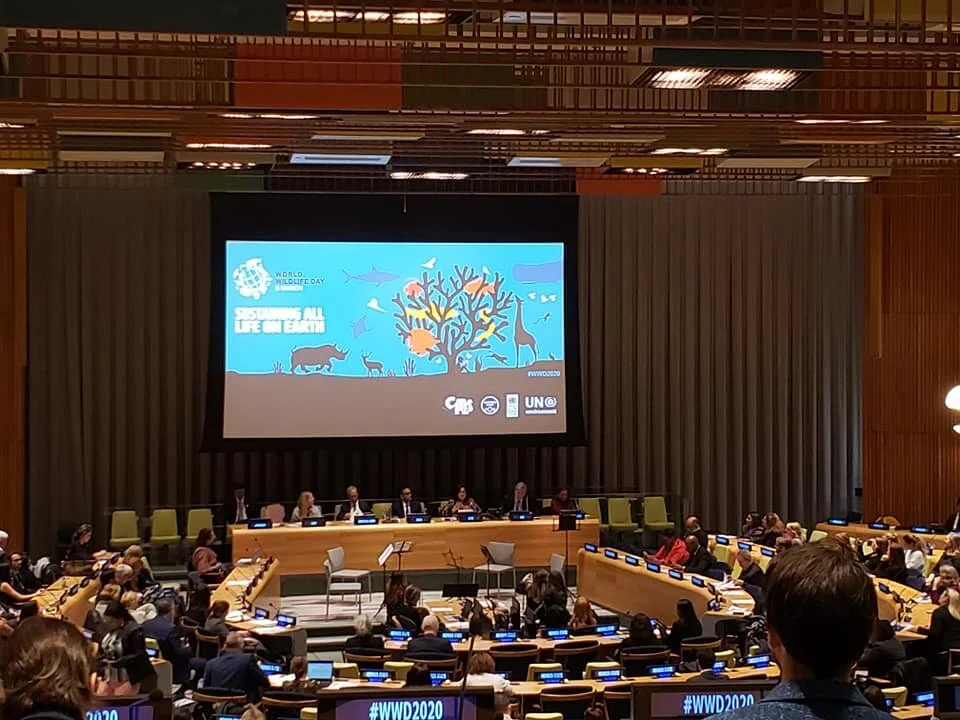 Celebrating World Wildlife Day at the United Nations in 2020 after reviewing documentaries for Jackson Wild