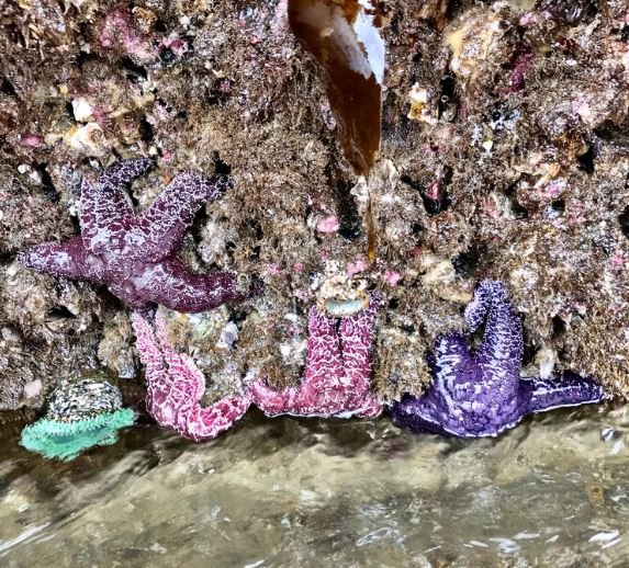 "Sea Star" sand art on the beach