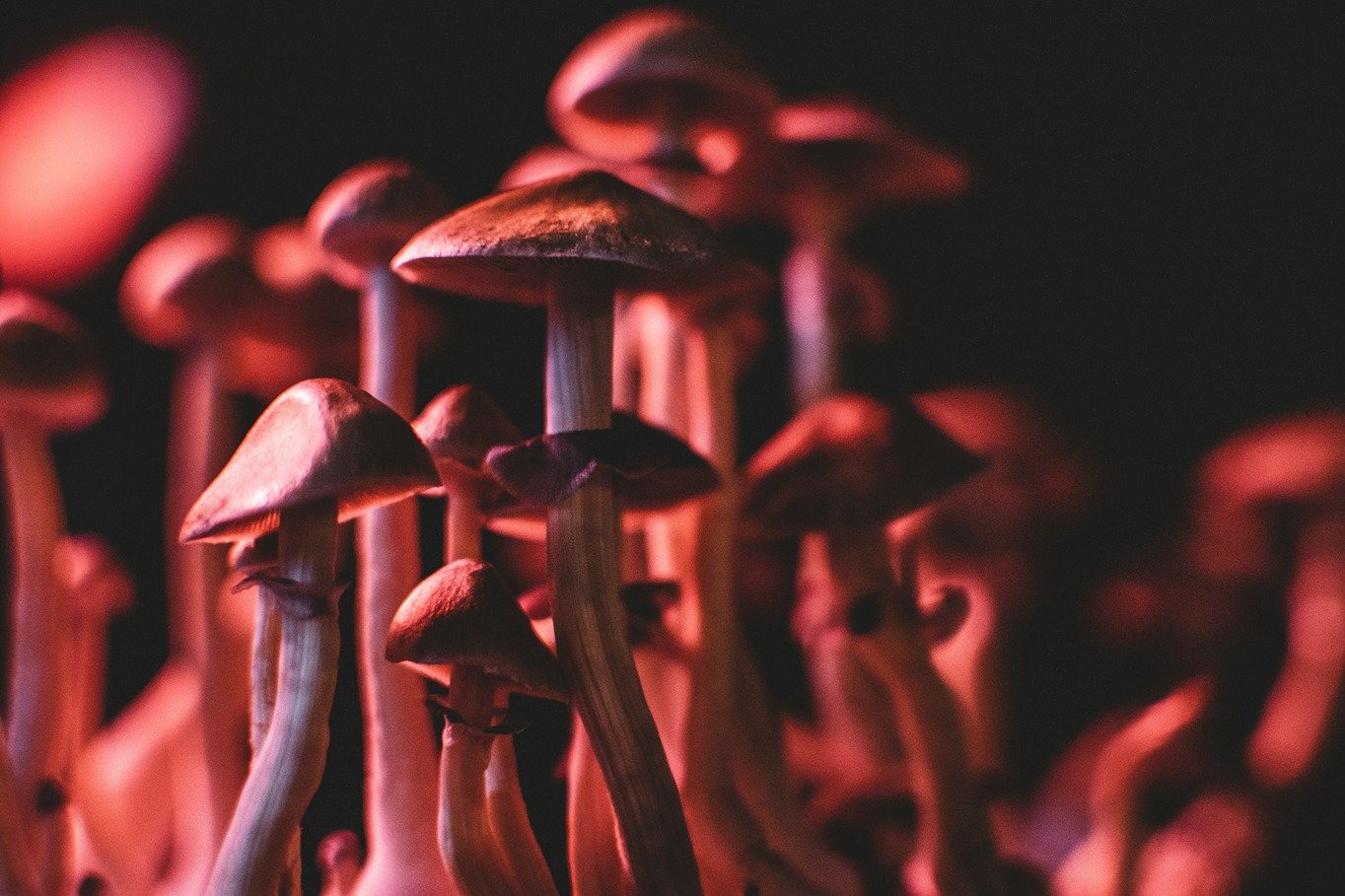 Exploring Microdosing: A Look into Psilocybin and Other Psychedelics