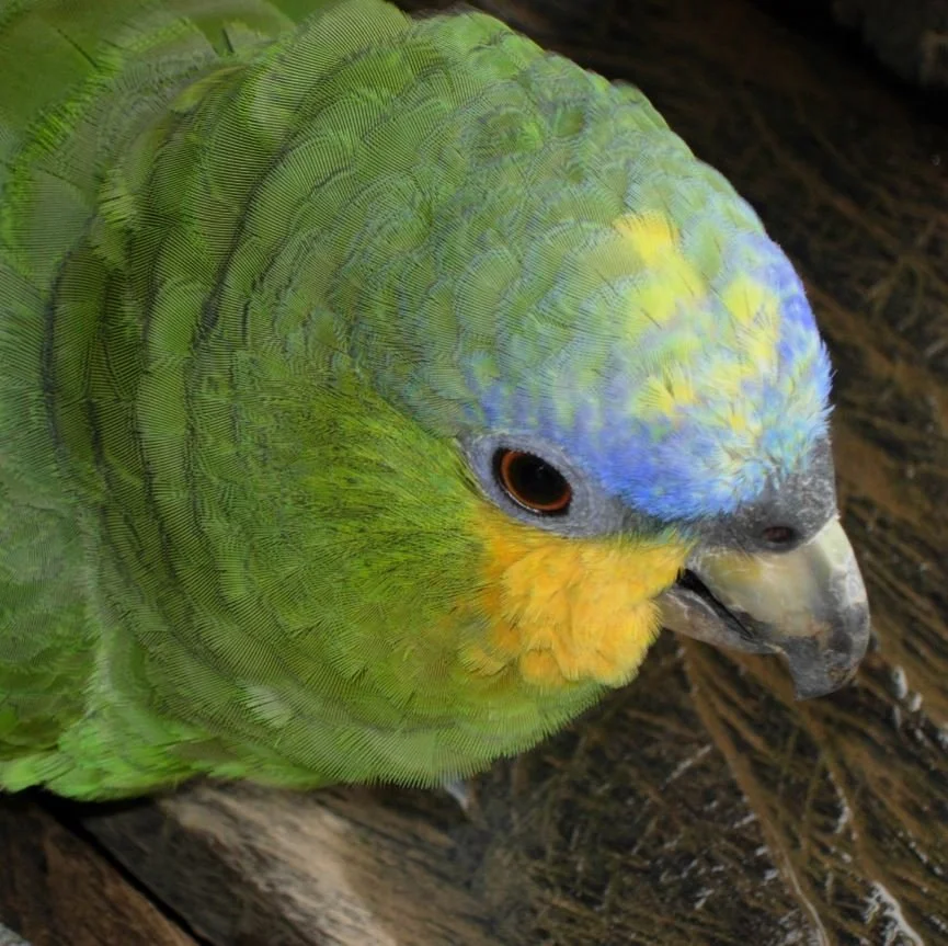 Manu National Park Parrot.JPG