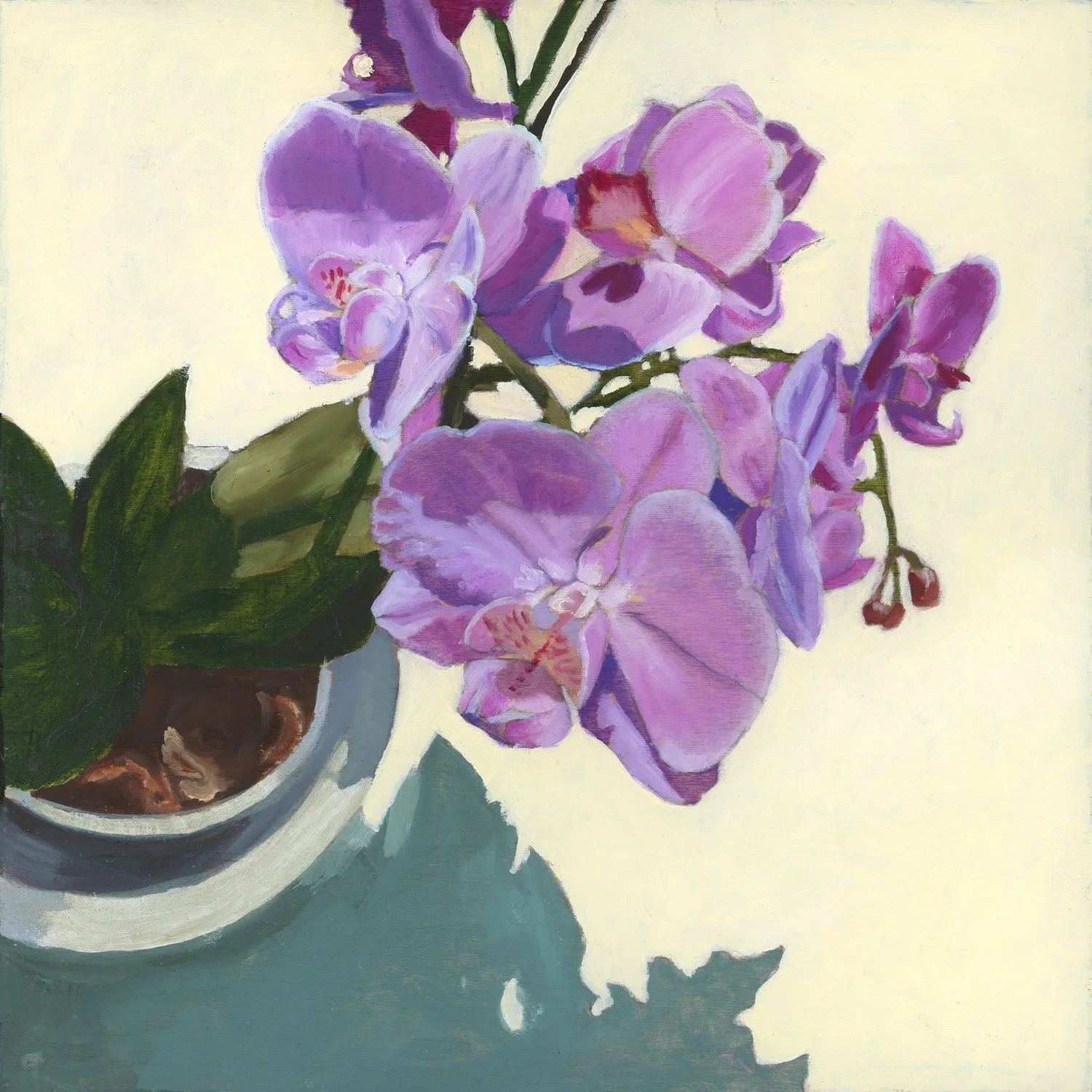 phalaenopsis_web.jpeg
