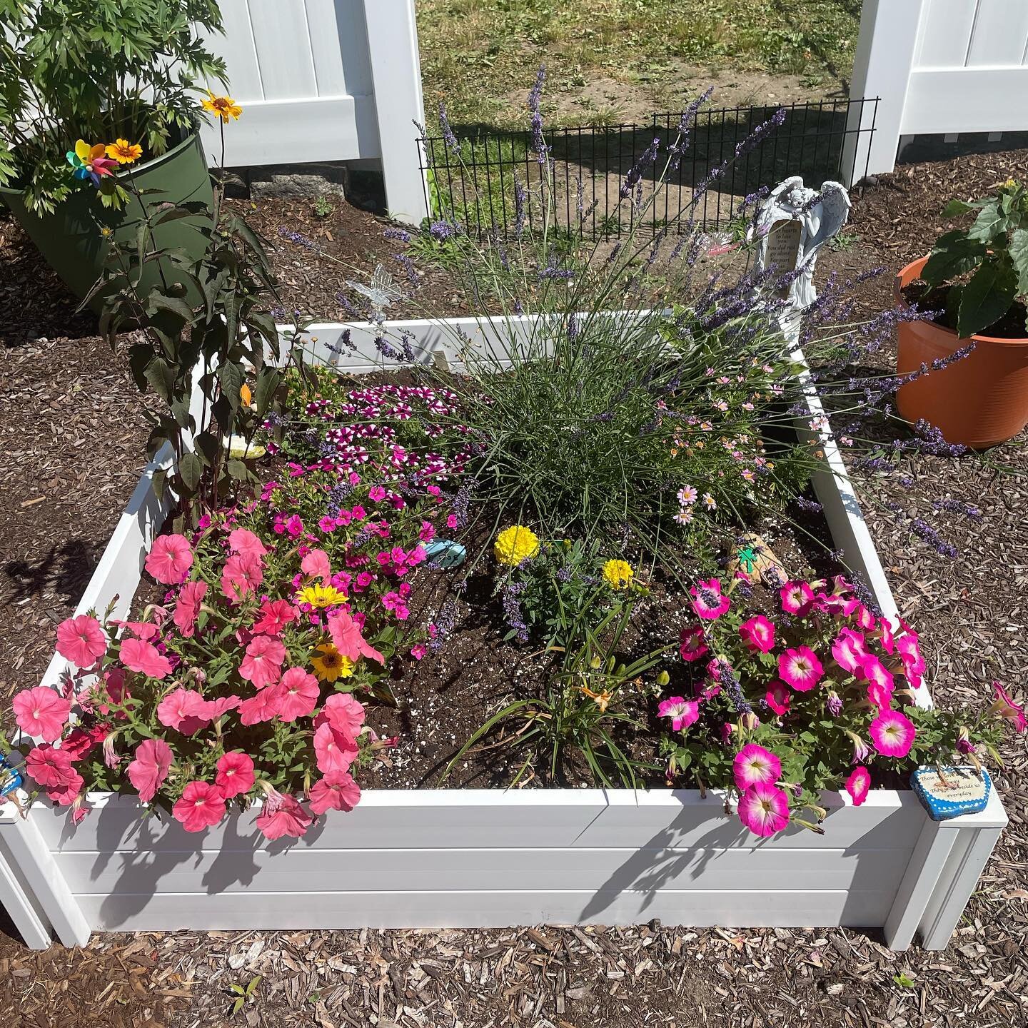 Some of our flowers in bloom 🌸 (before the heat took them all! 😭)

The drought is real here! Some of our flowers are looking a little sad. But here&rsquo;s a look at how how garden has been looking the past few weeks!

We love all the changes and l