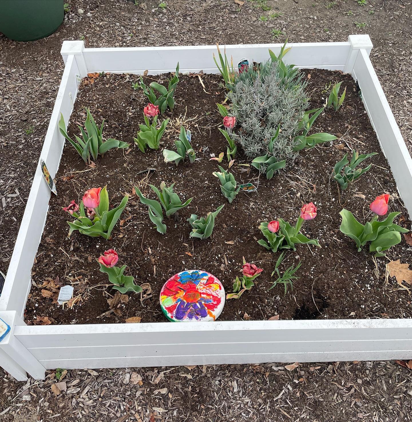 Things are starting to bloom! 

Maggie made a new piece for the garden and was very happy to put it in the garden.

More updates hopefully soon as we keep fixing things up!

#josephsgardenmalden #josephsgarden #malden #maldenma #bikepathgarden
