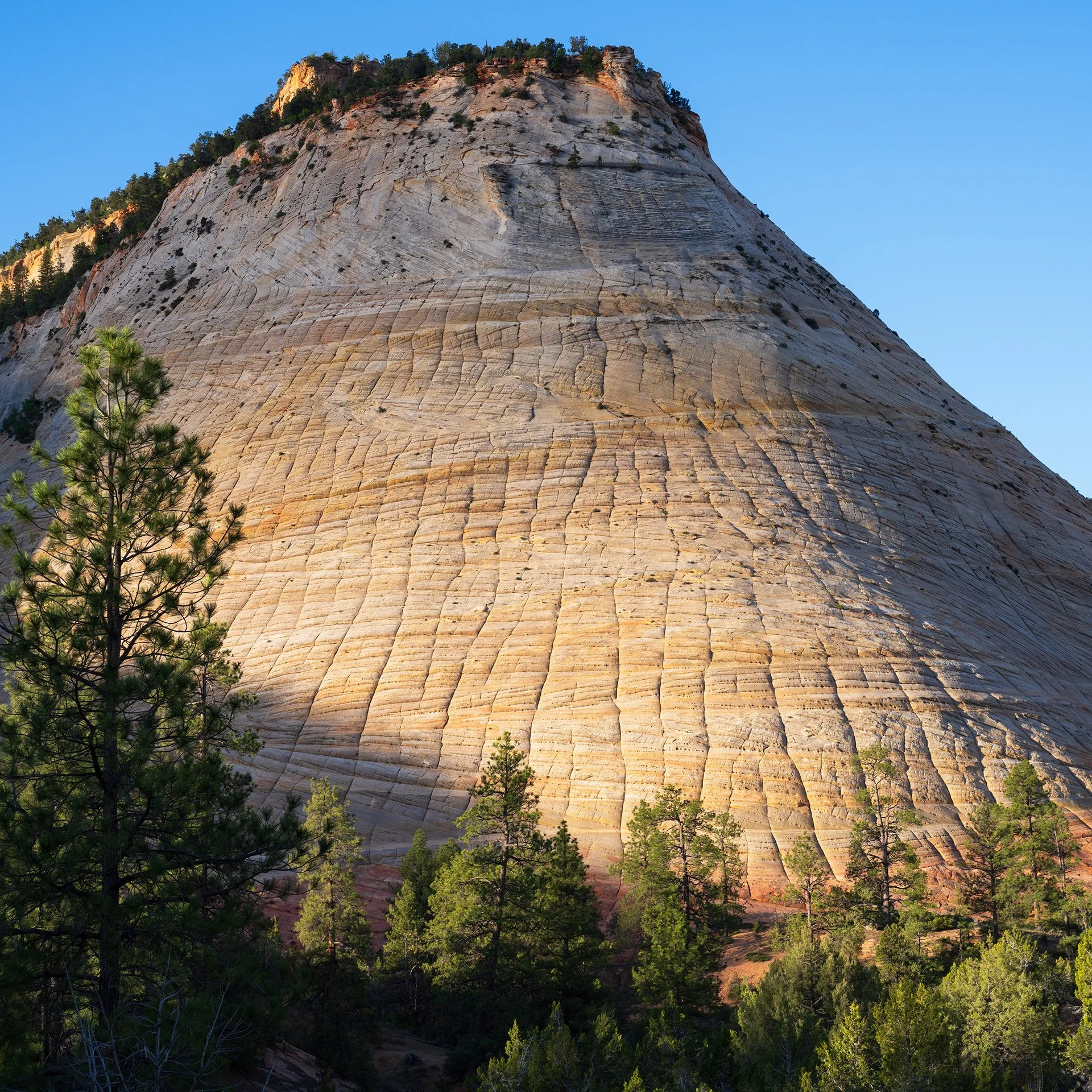 checkerboard (2024) #448