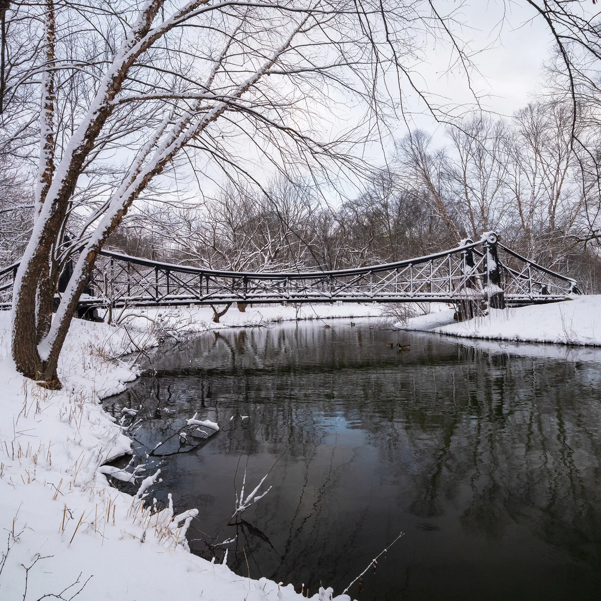 victorian snow (2025) #489