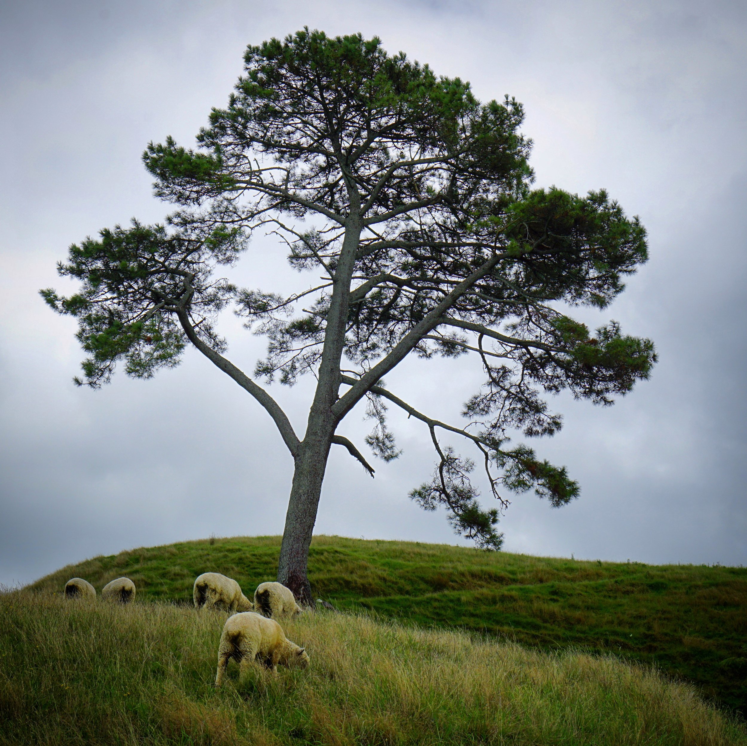 one tree hill (2018) #190