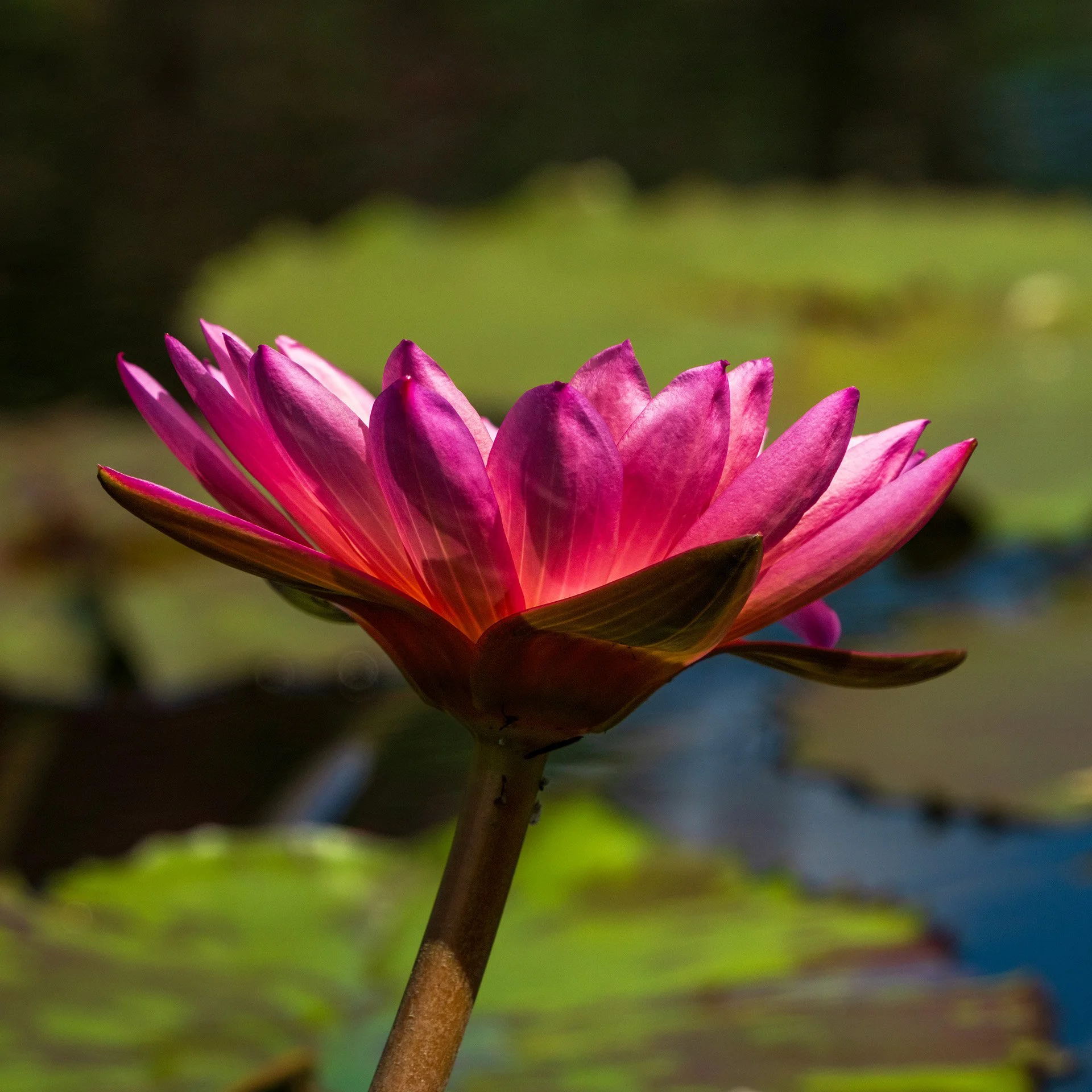 torchlight (2023) #385