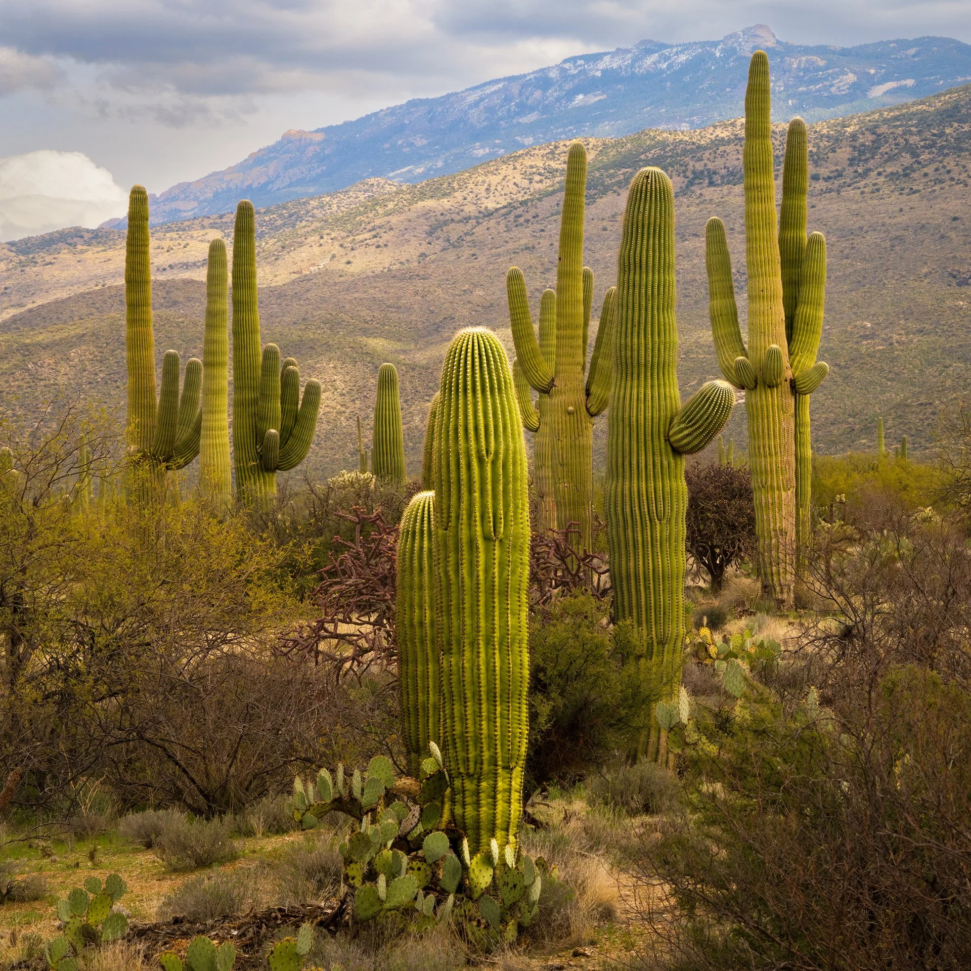 home on the range (2024) #396