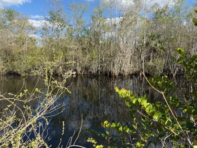 small cypress in Big Cypress.jpg